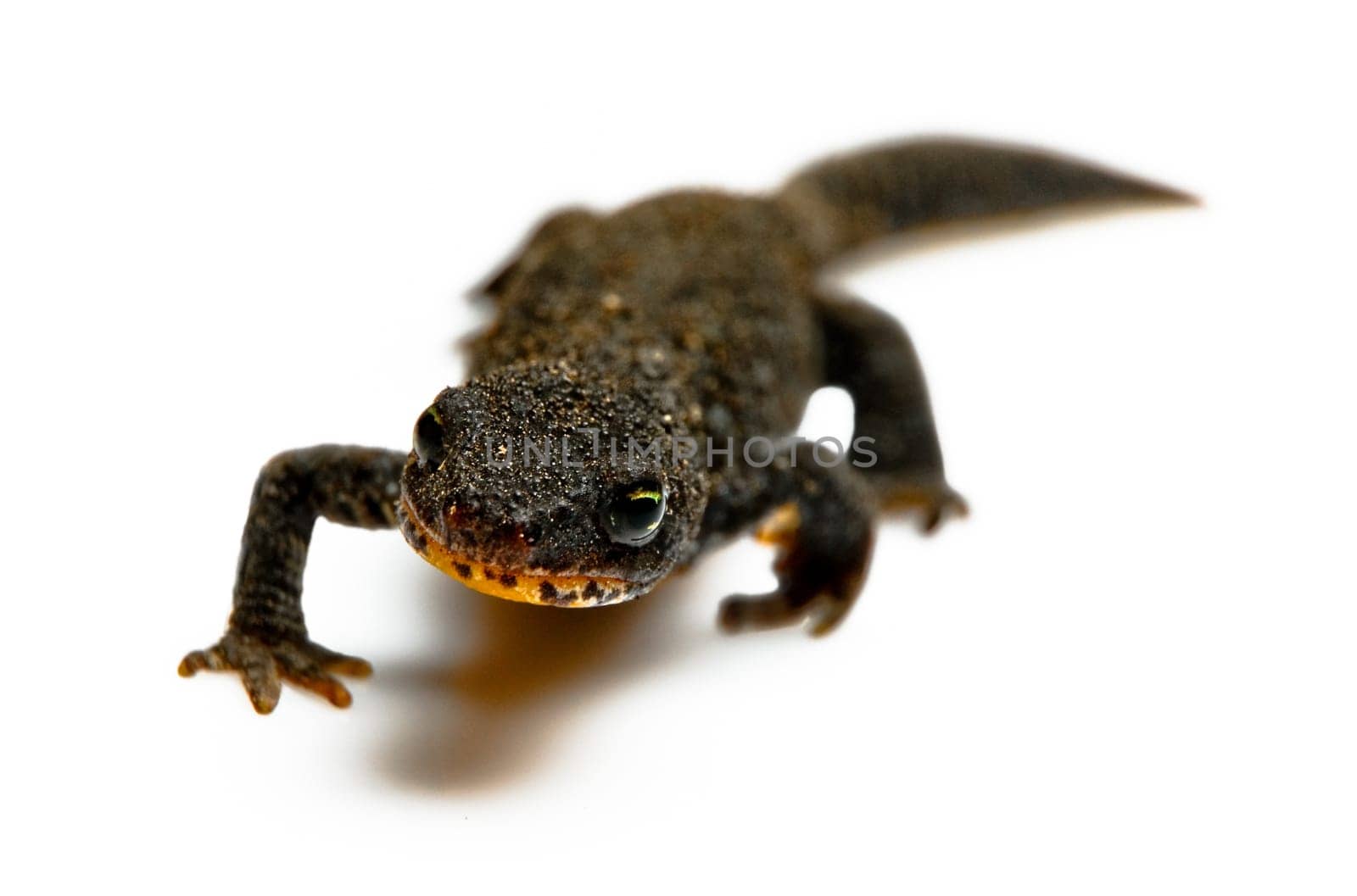 Alpine newt