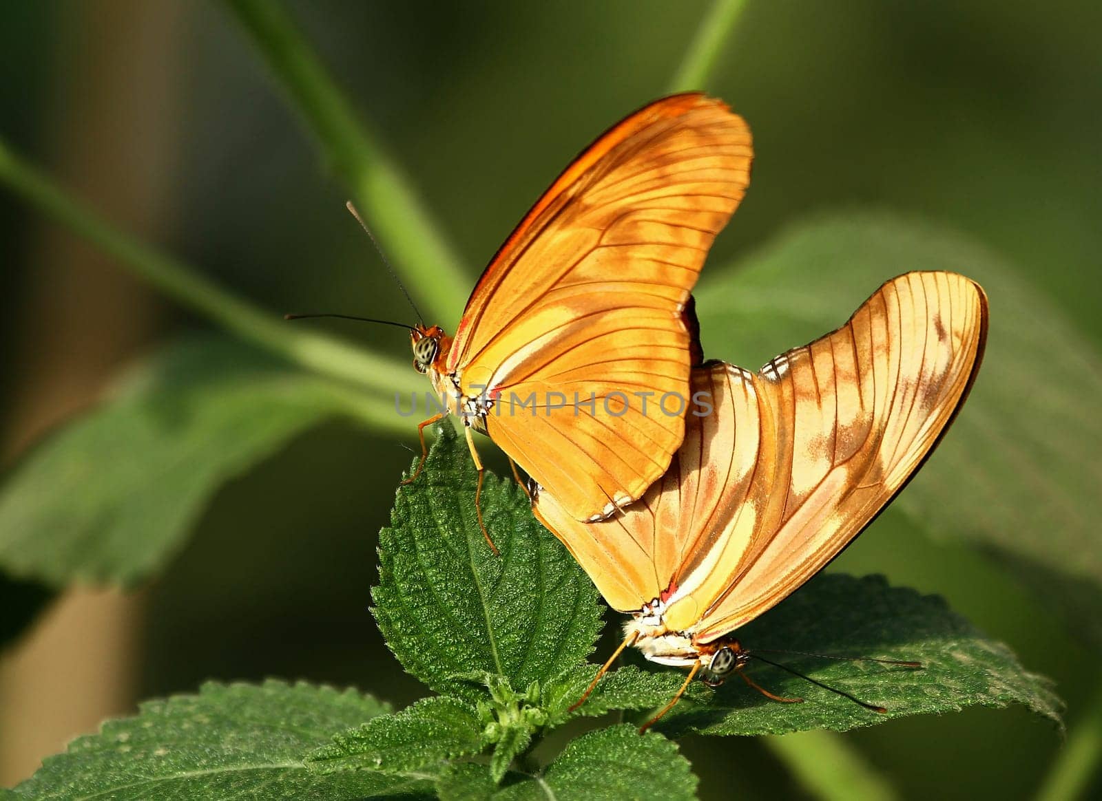 Mating