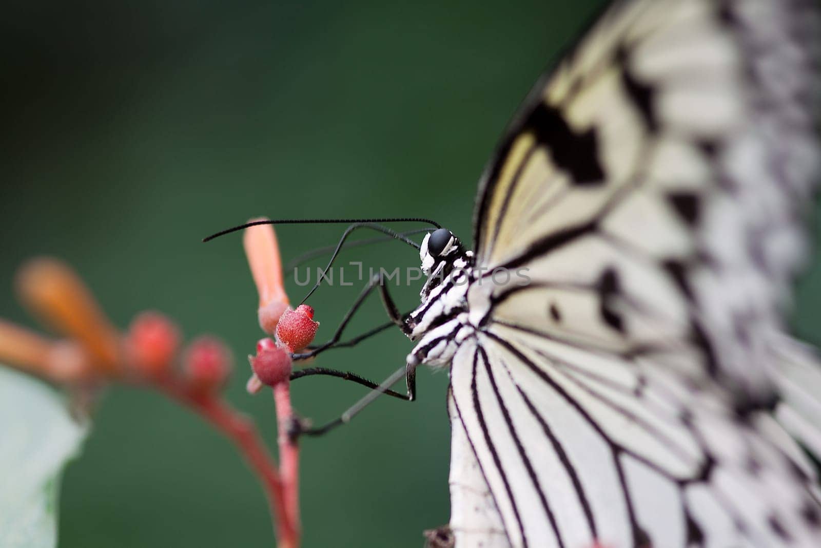 Tree Nymph