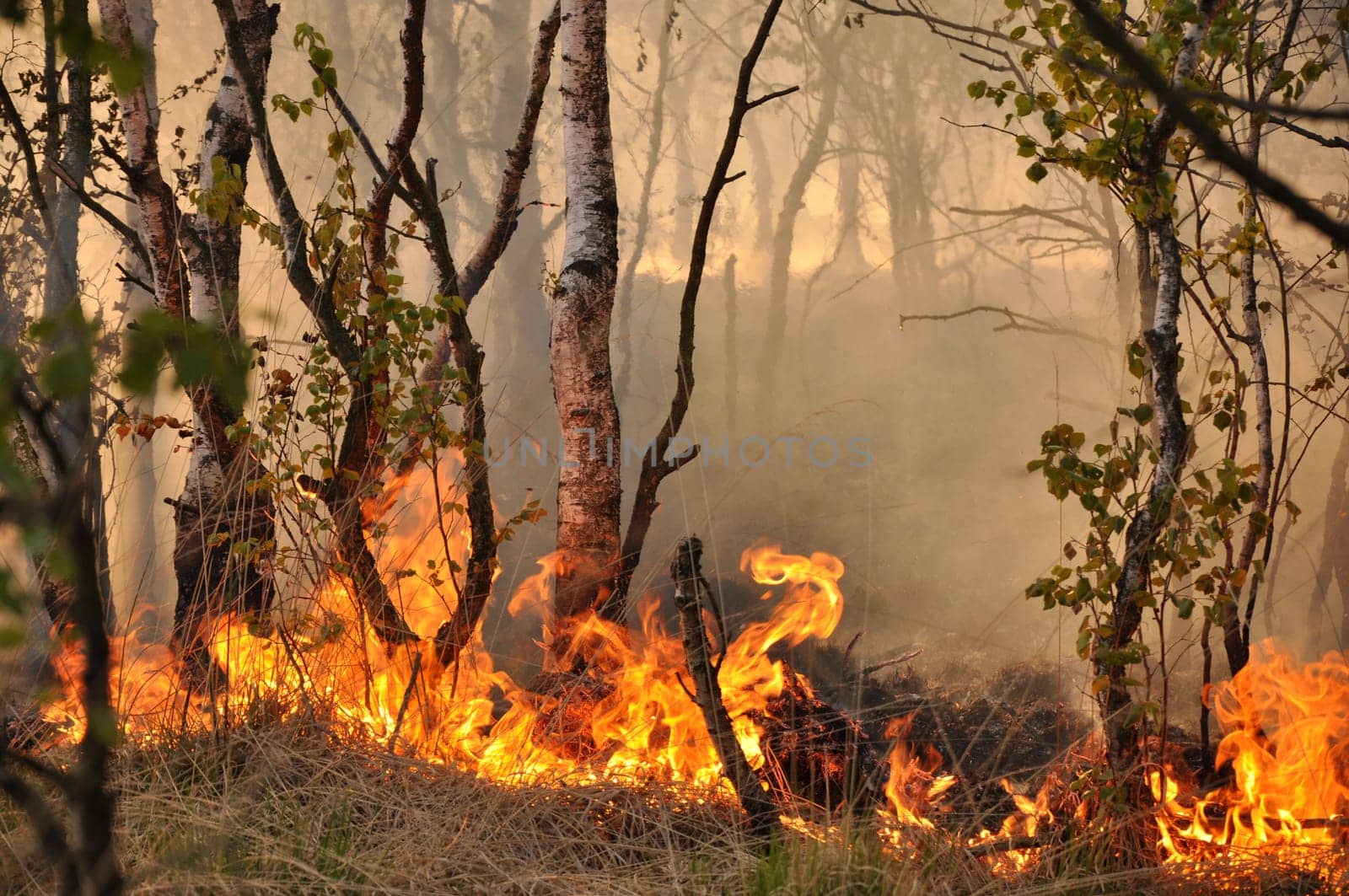 Fire in the Schleswig-Holstein Dosenmoor
