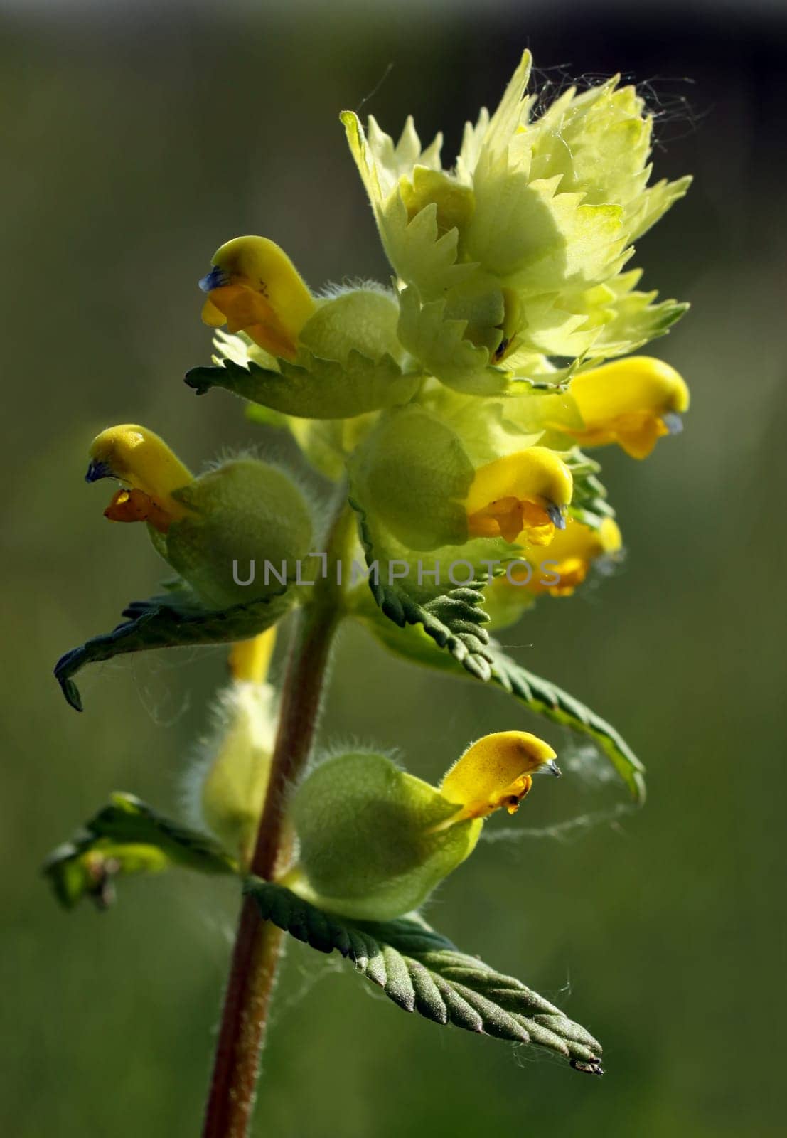 (Rhinanthus minor)