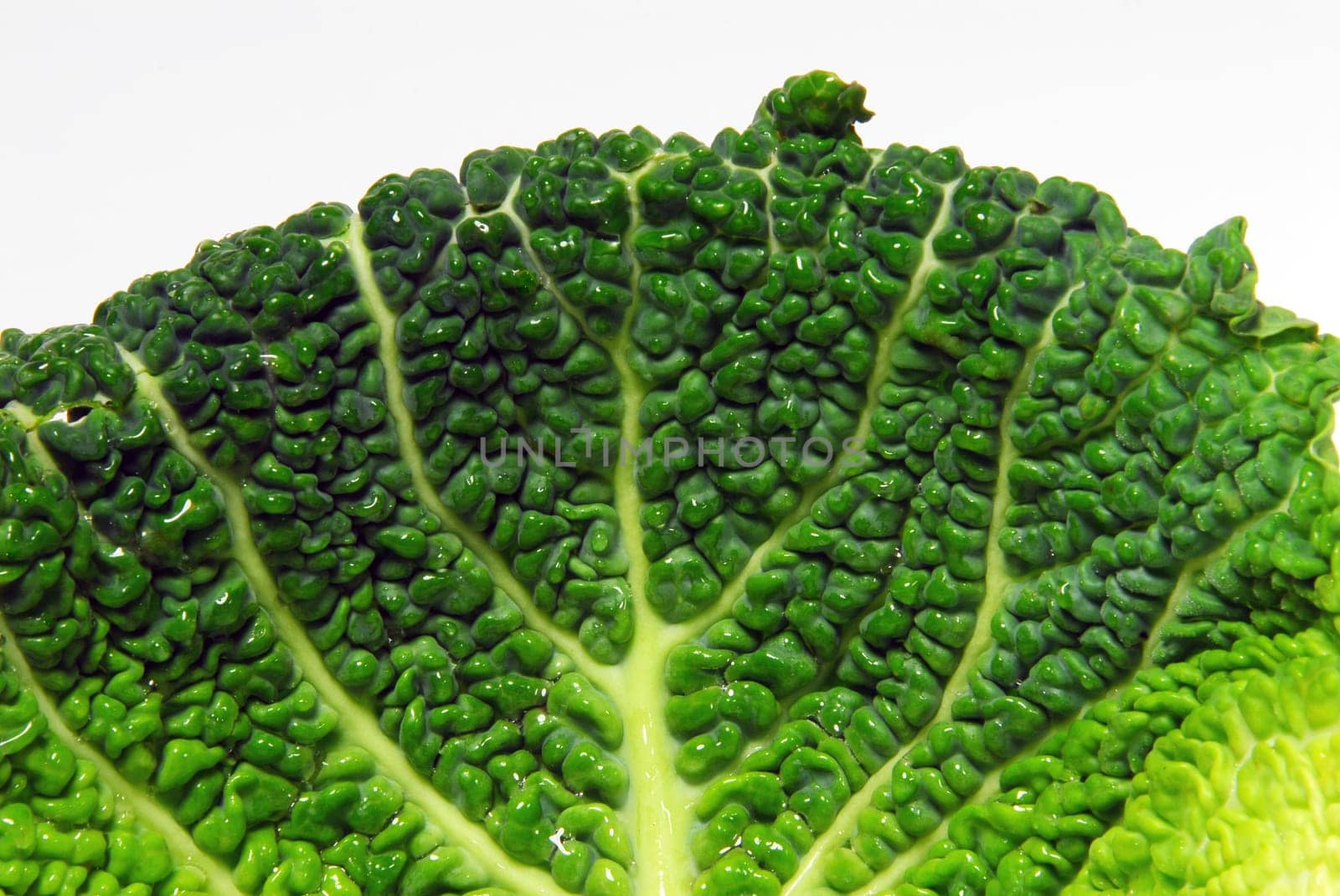 cabbage