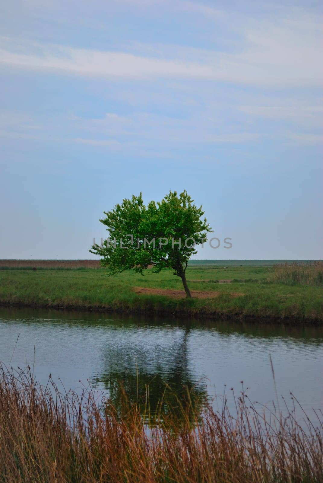 tree by river in bare surroundings