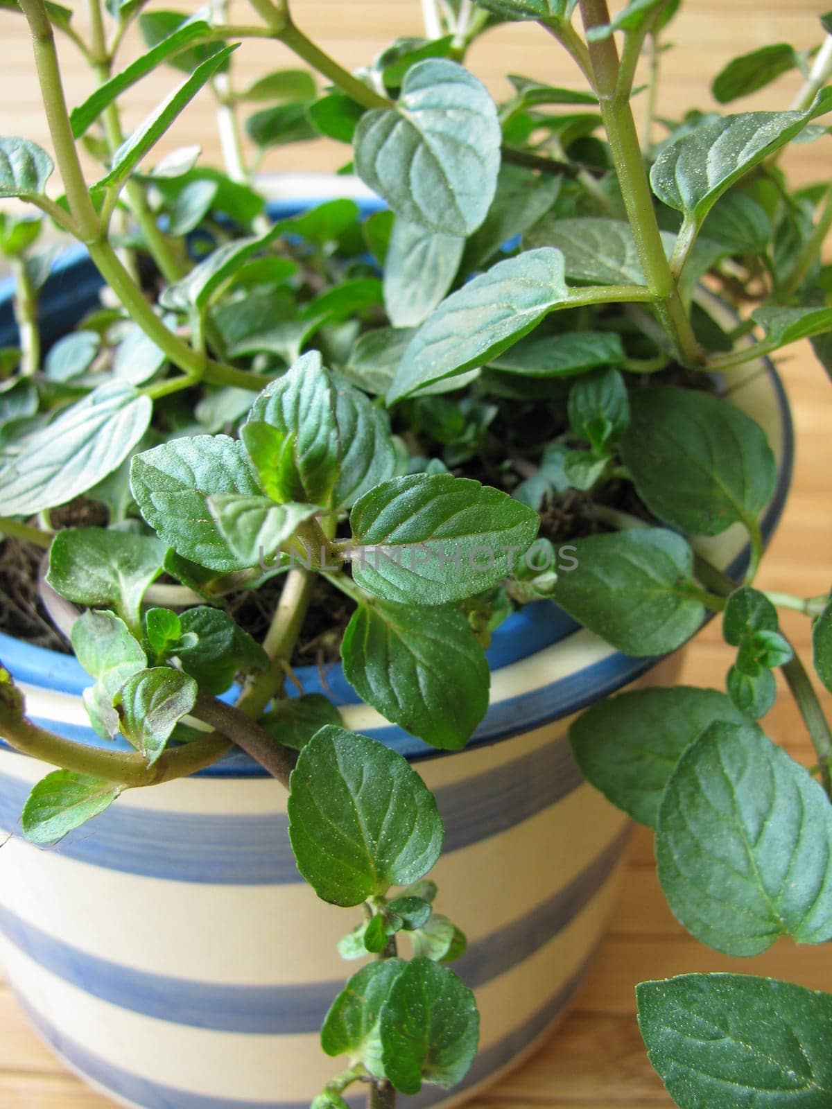 Chocolate mint in a herb pot