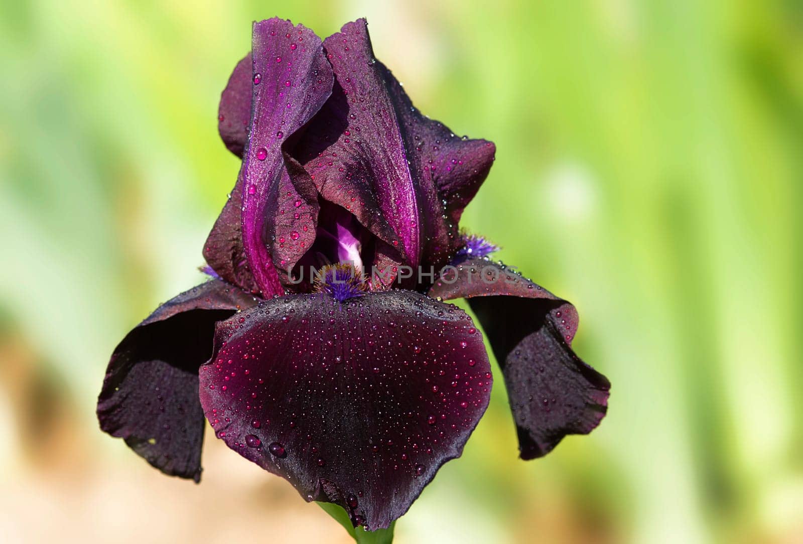 Iris germanica Baldwin