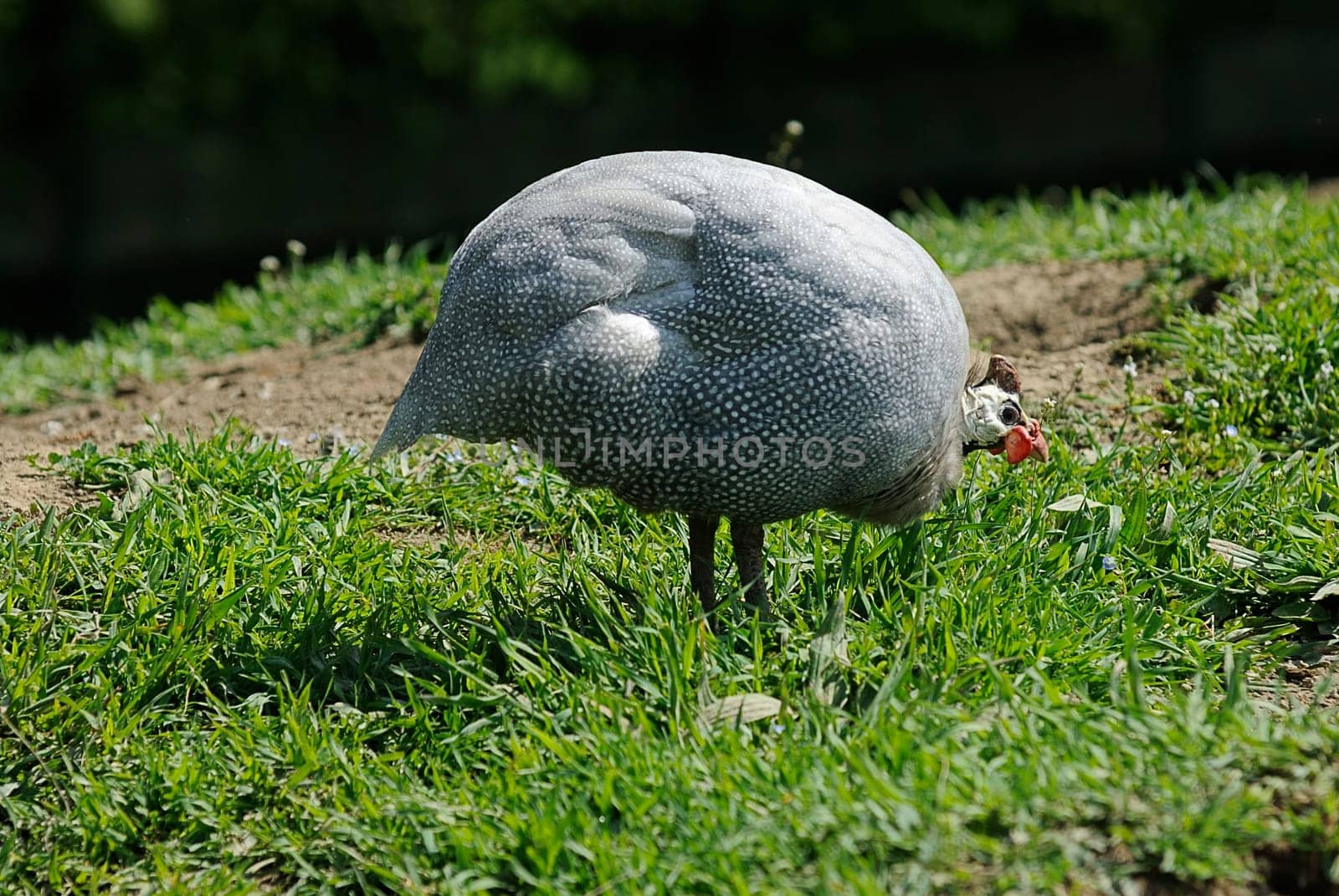 guinea fowl