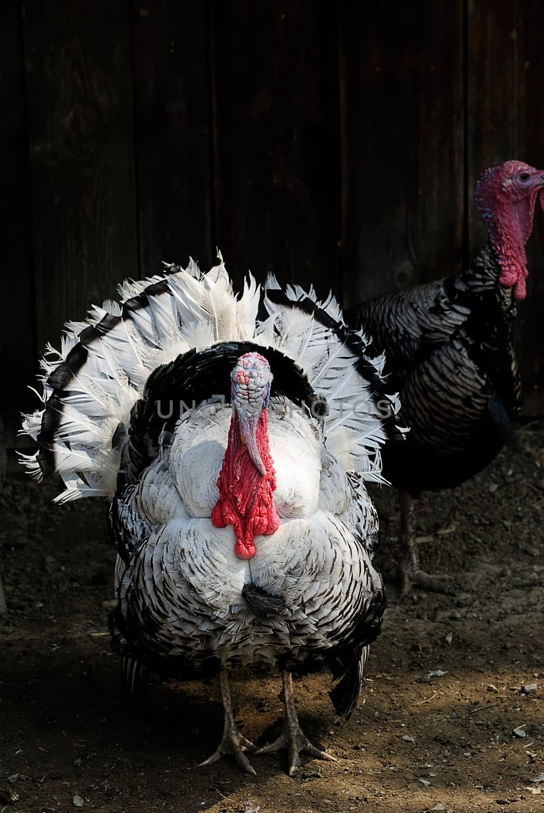 Bronze turkey
