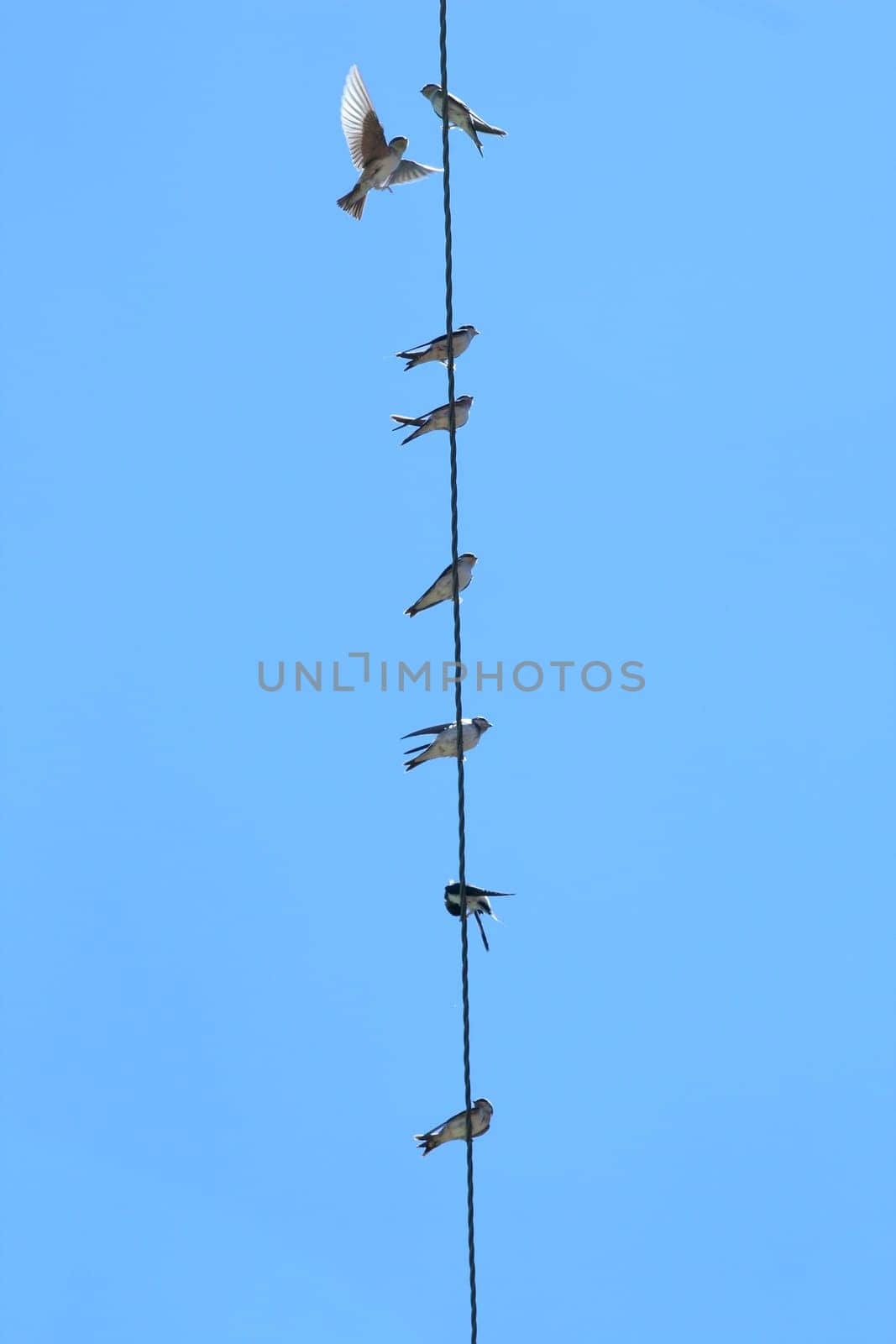 A flock of house martins perched on a cable before migration
