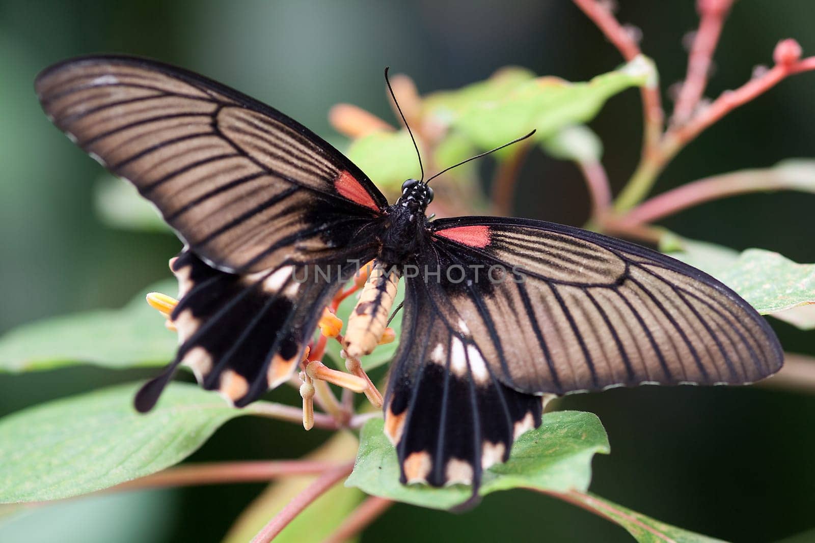Papilio lowi