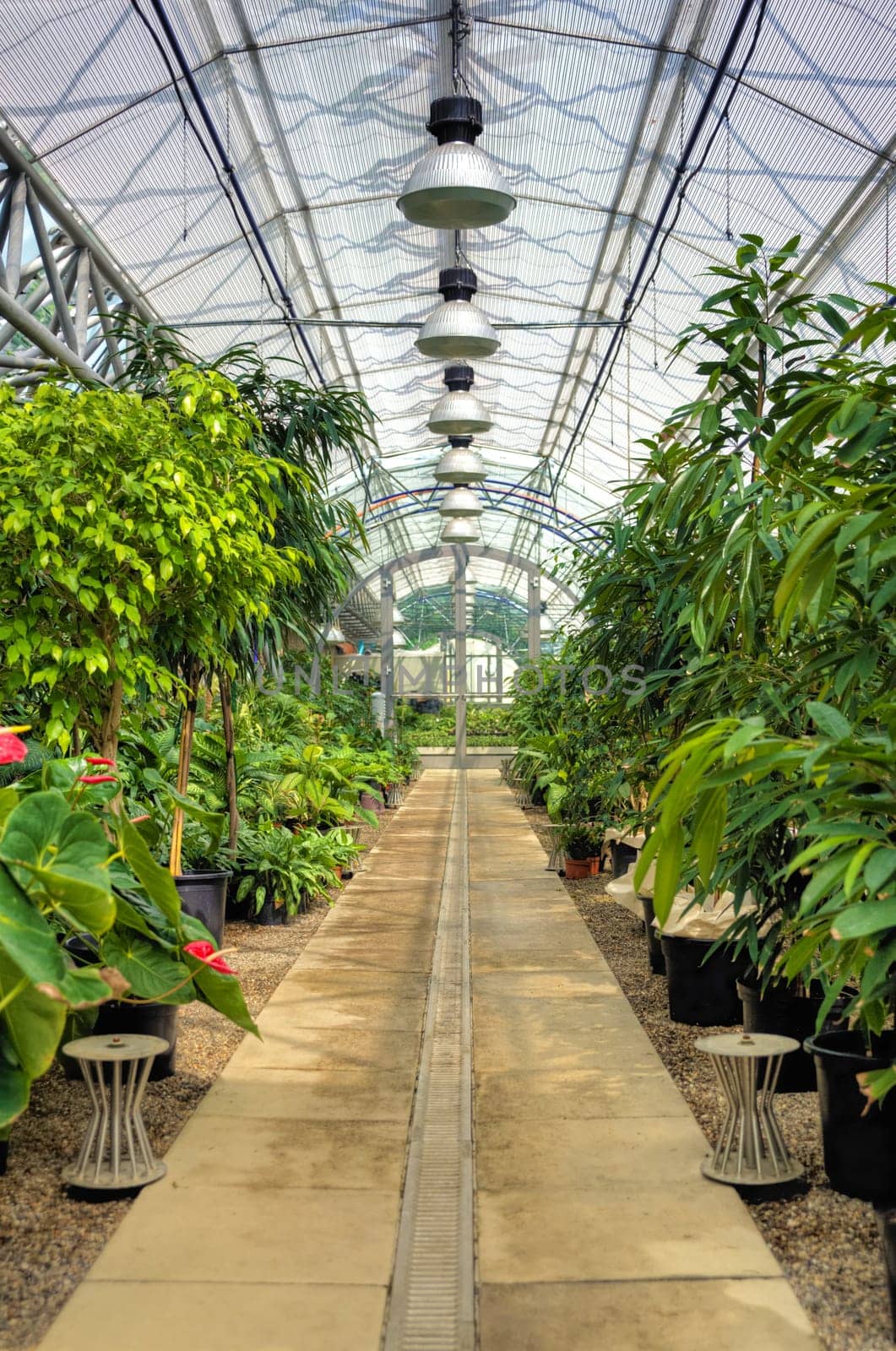 Flowers in modern greenhouse