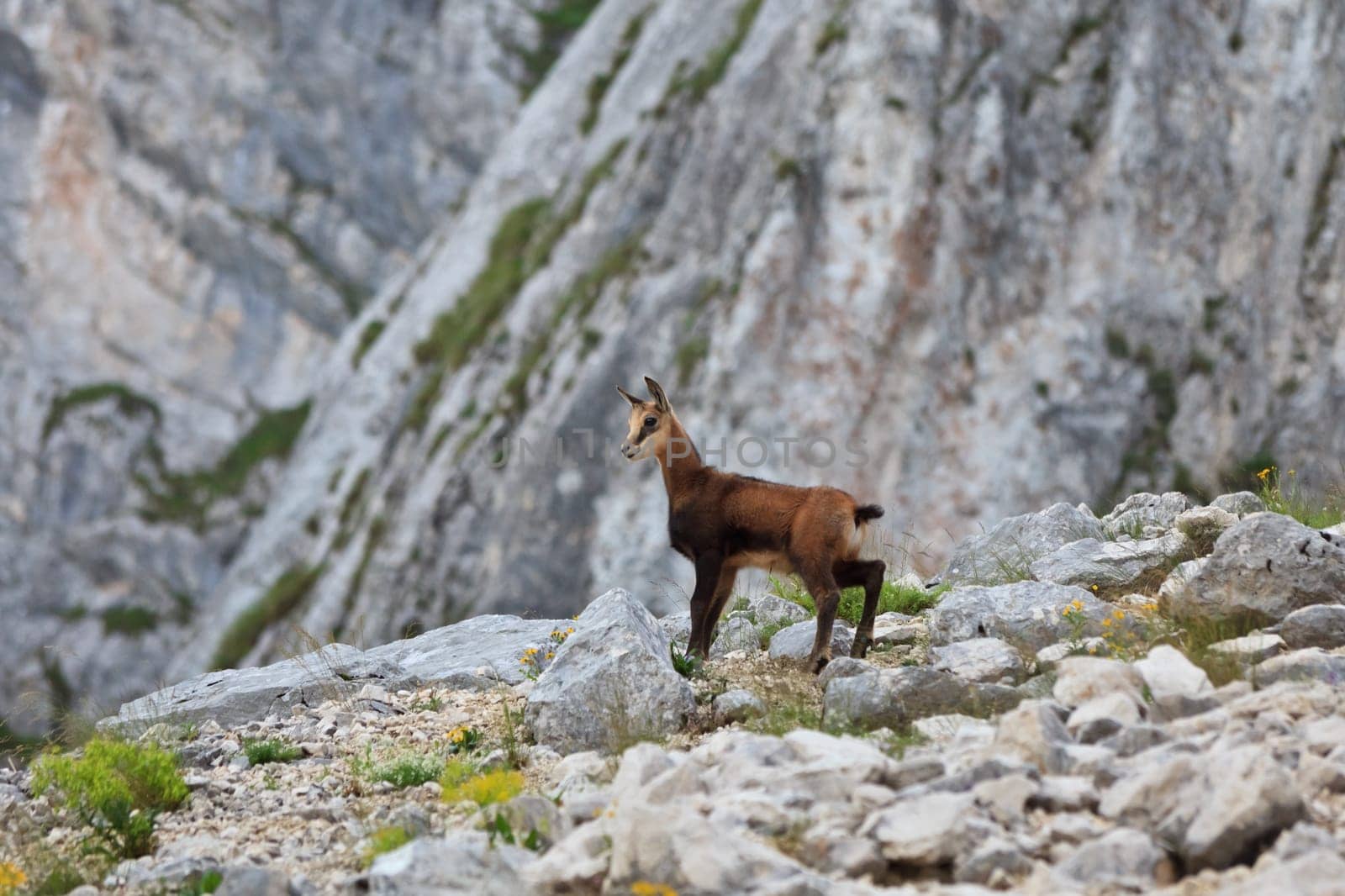 a beautiful kid chamois on stones mountain