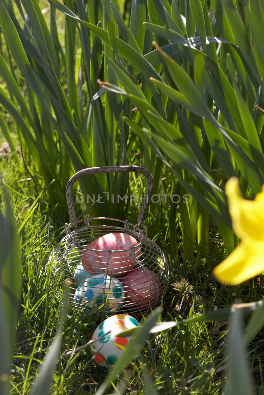 Easter Eggs Hidden In Daffodils For Egg Hunt