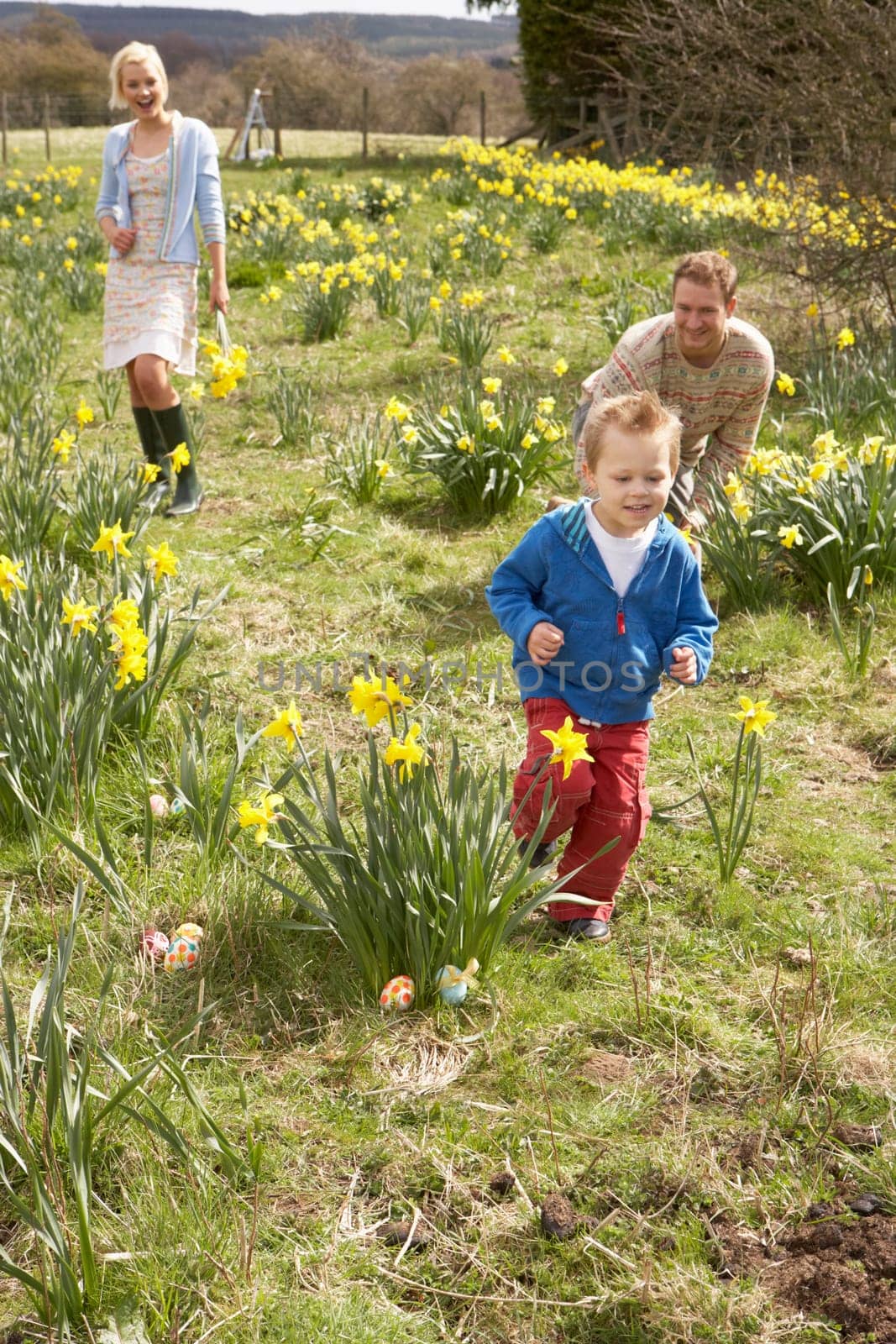 Family On Easter Egg Hunt In Daffodil Field