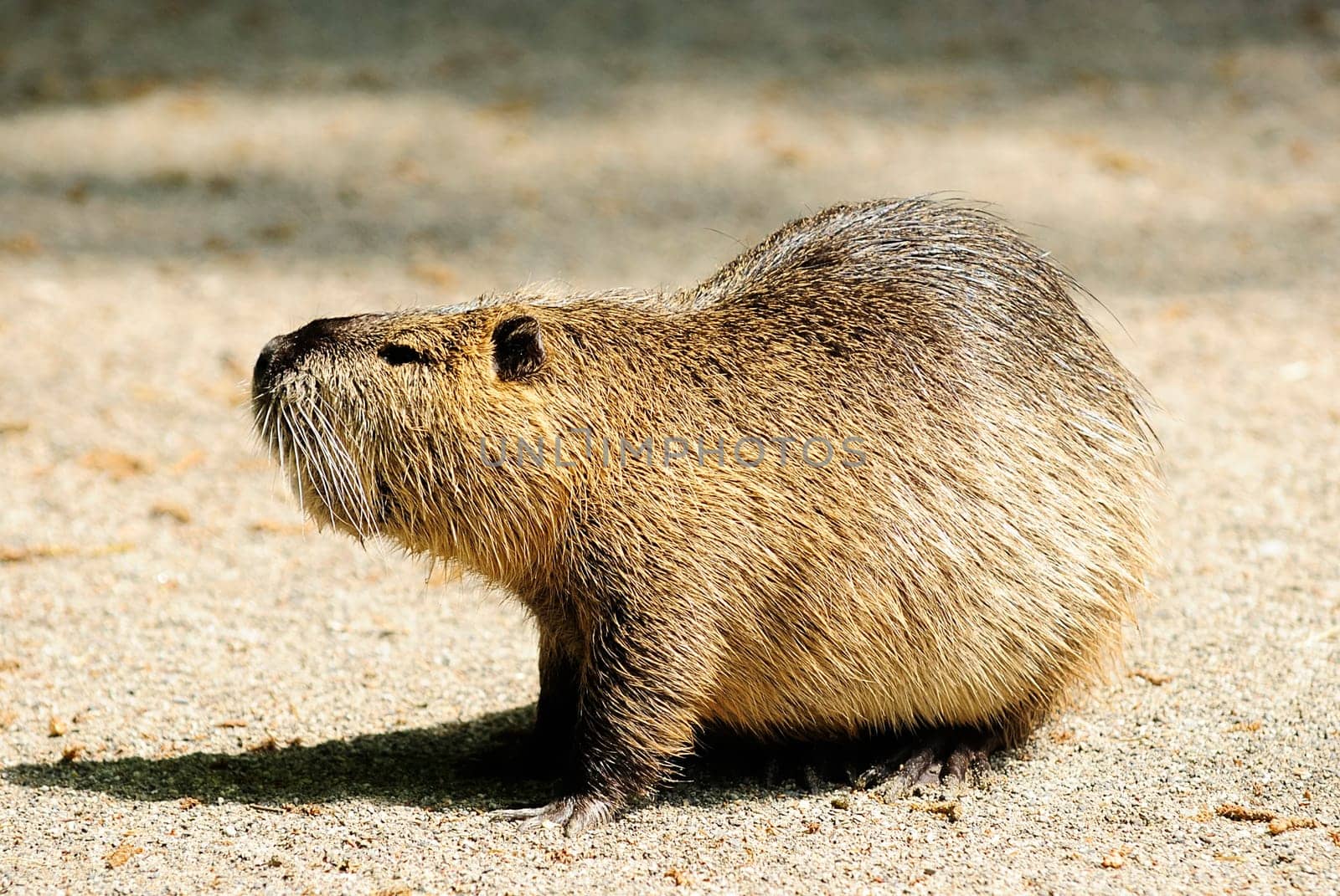 nutria