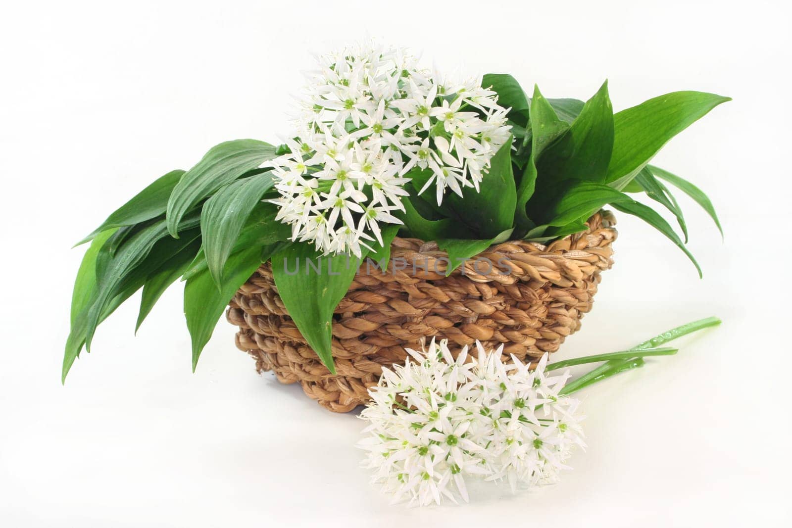 fresh wild garlic leaves with flowers in a basket