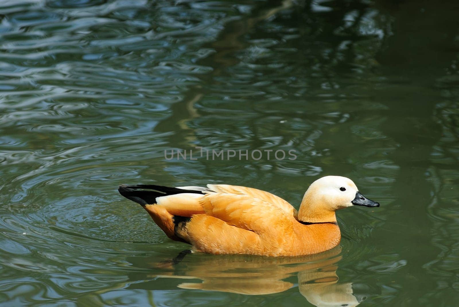 Swimming duck