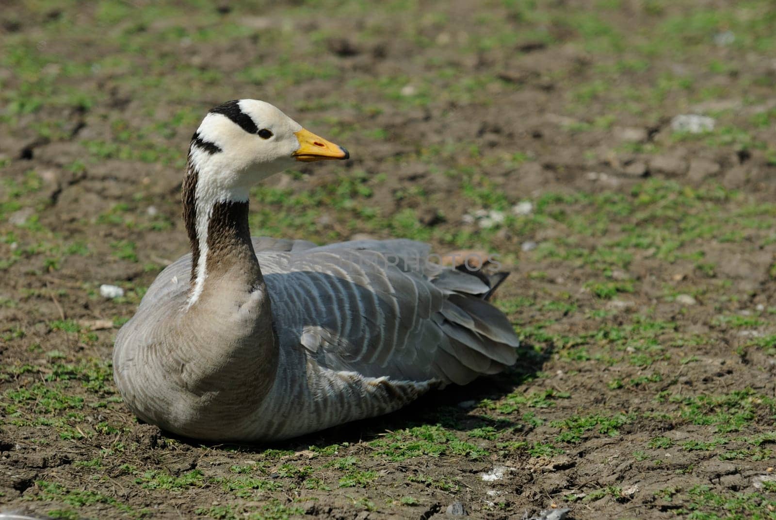 Striped Goose