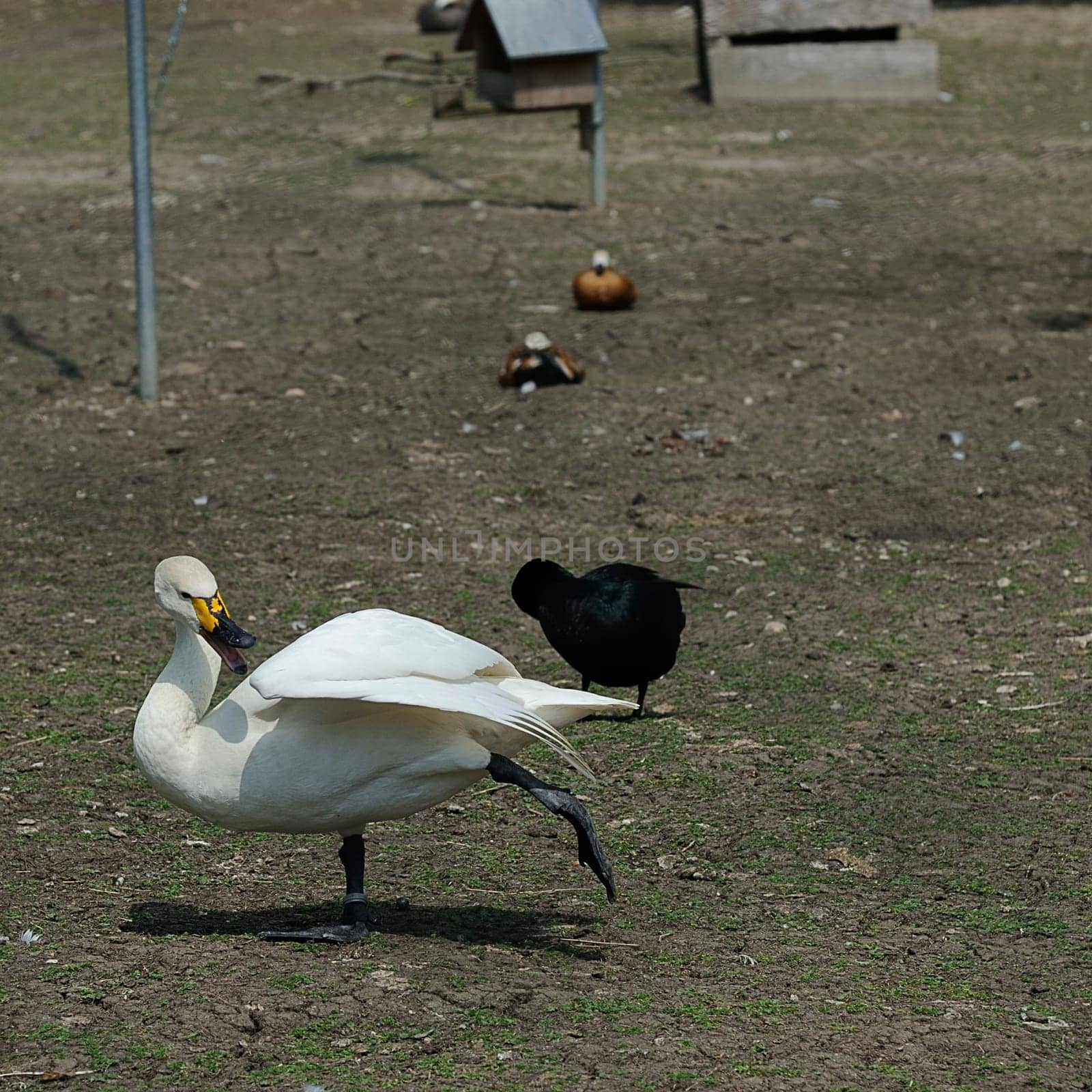 tundra swan