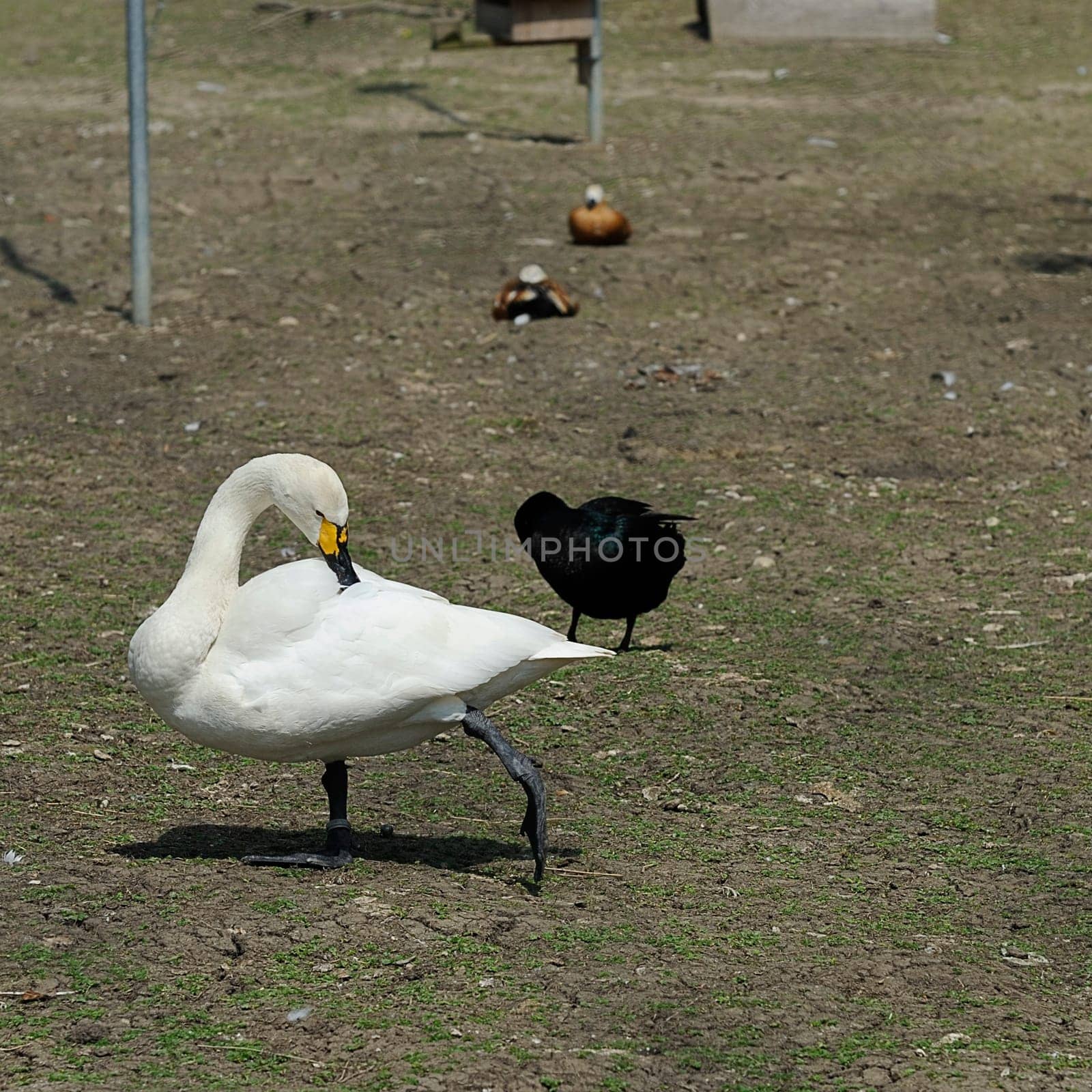 tundra swan