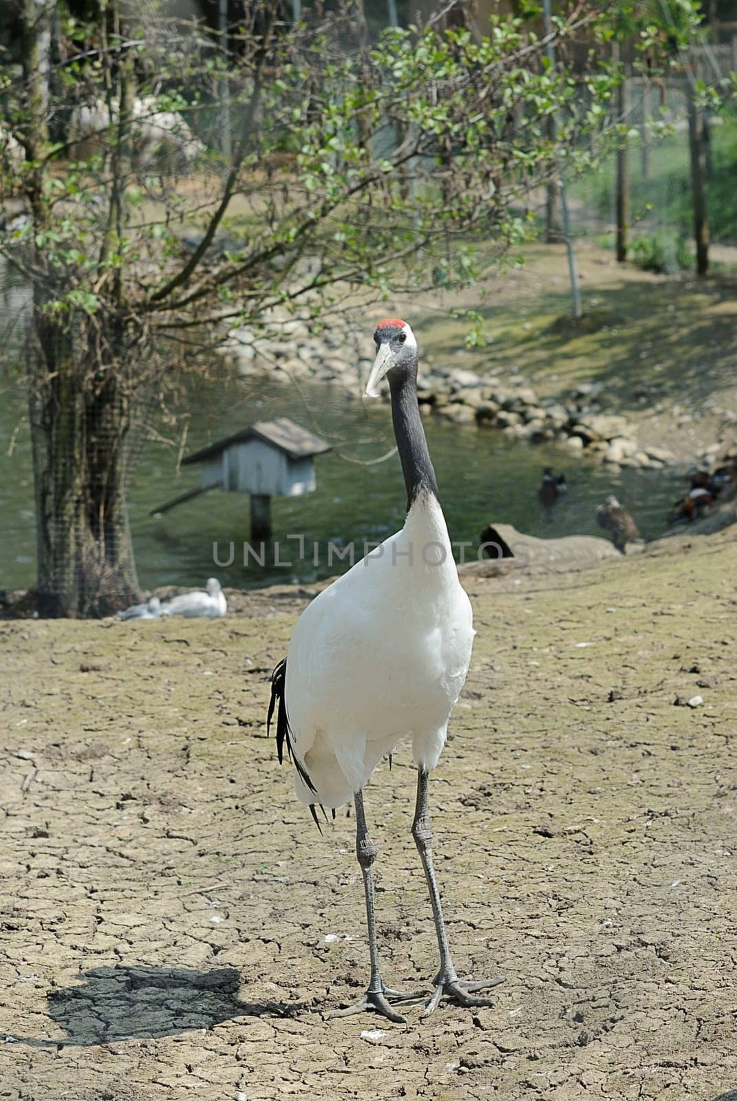 sacred ibis