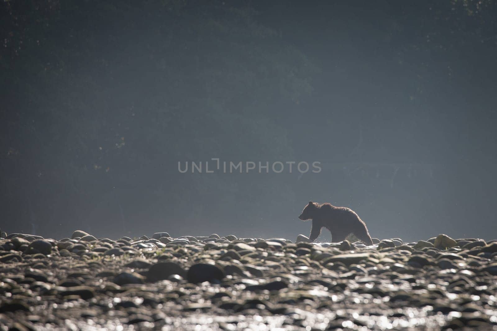 A young grizzly bear searching for food along a rocky river bank by Granchinho