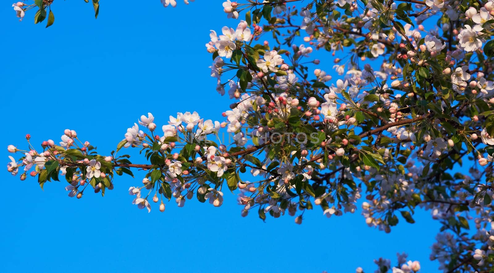 spring branches of blooming apple trees against the blue sky