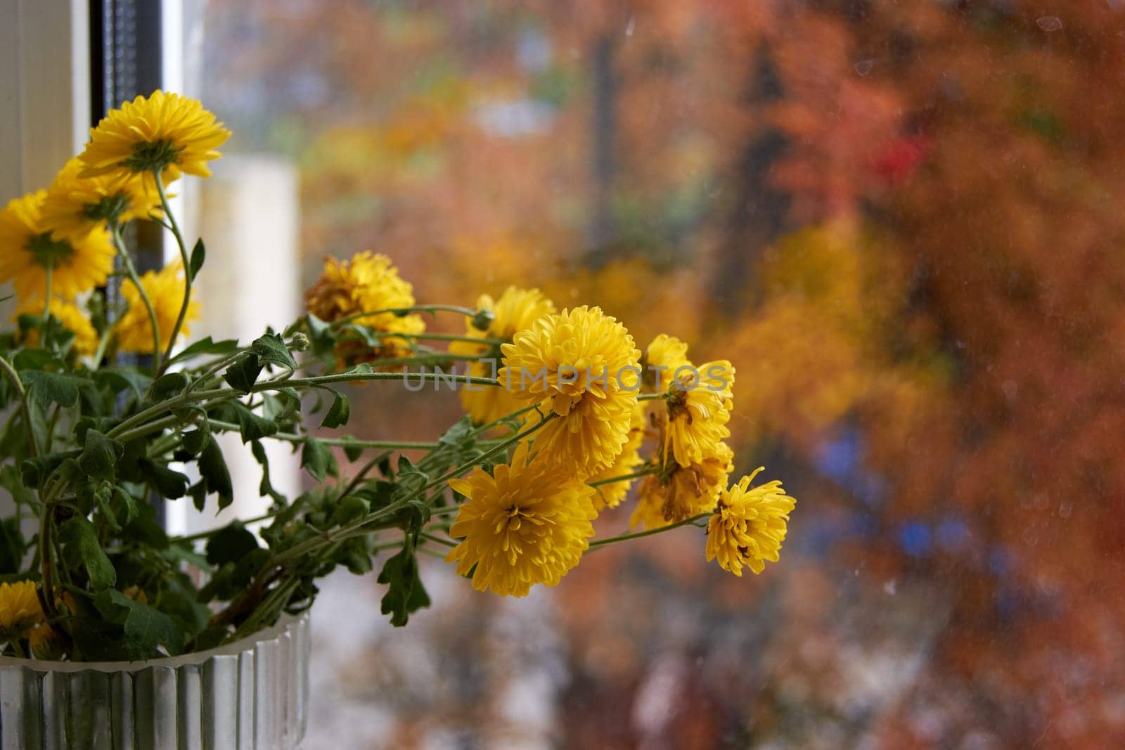 yellow chrysanthemum flowers by the window