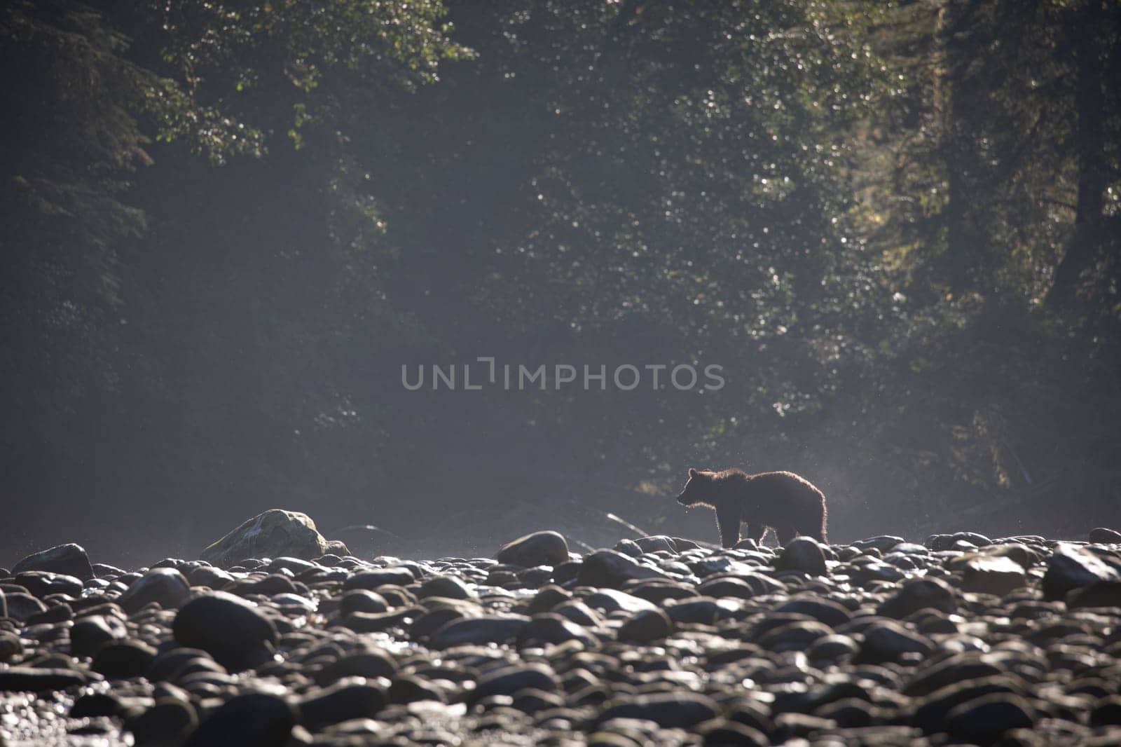 A young grizzly bear searching for food along a rocky river bank by Granchinho