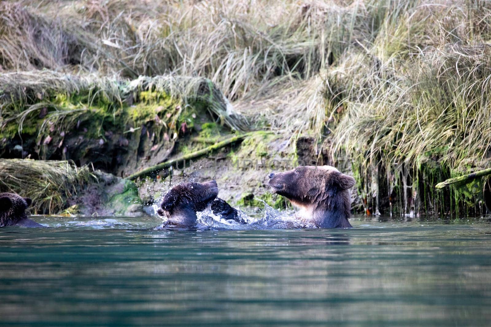 Grizzly bear mom and cub playing around the river bank of Khutze River by Granchinho