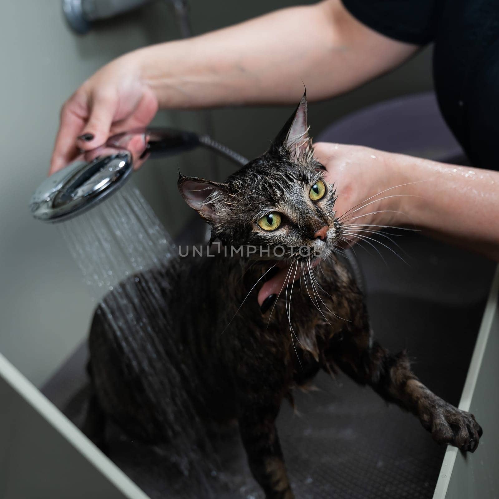 Woman washing a tabby gray cat in a grooming salon. by mrwed54