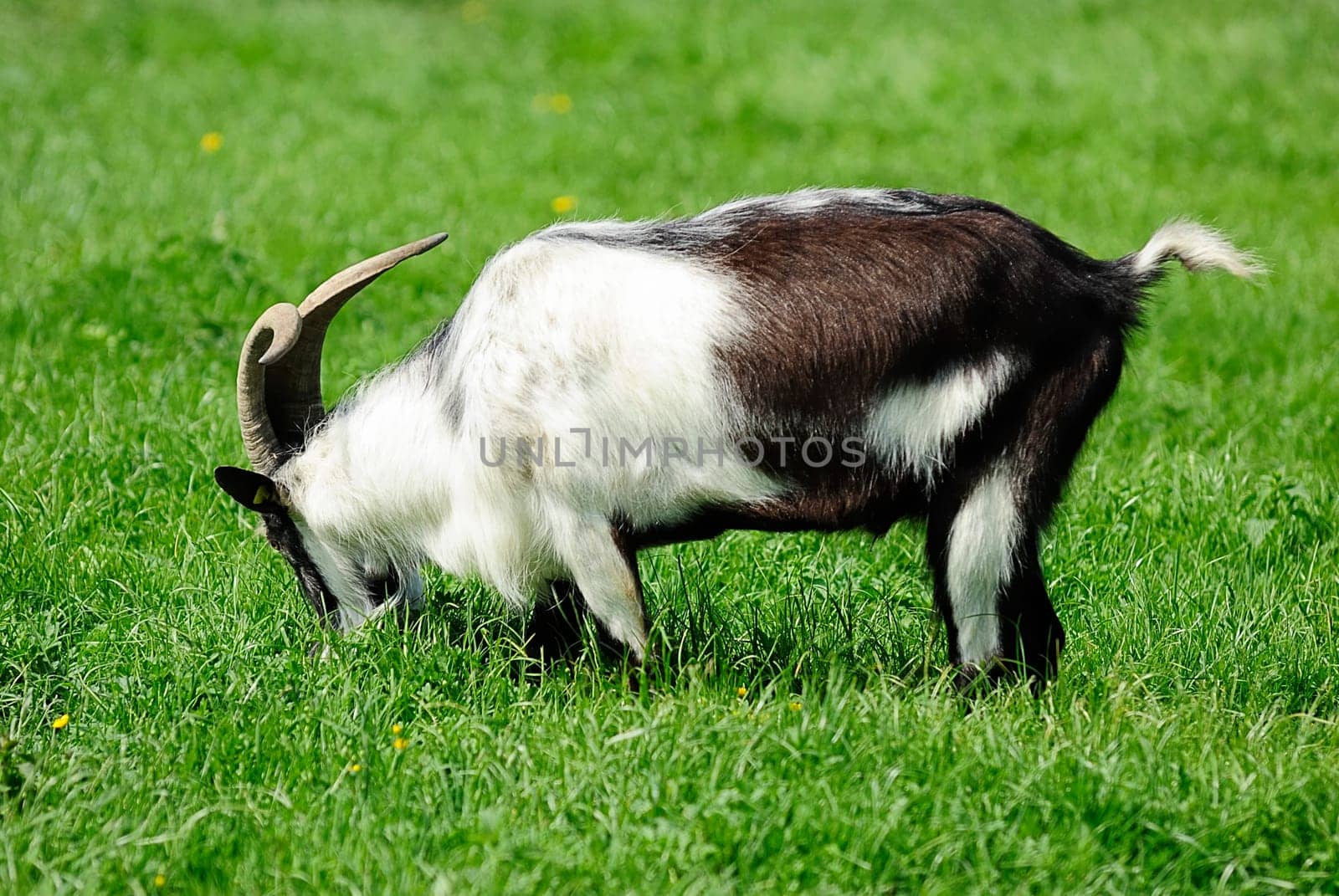 Cashmere goat