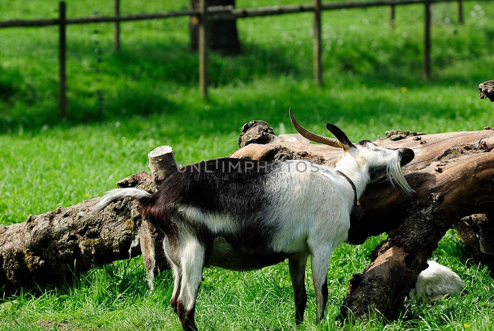 Cashmere goat