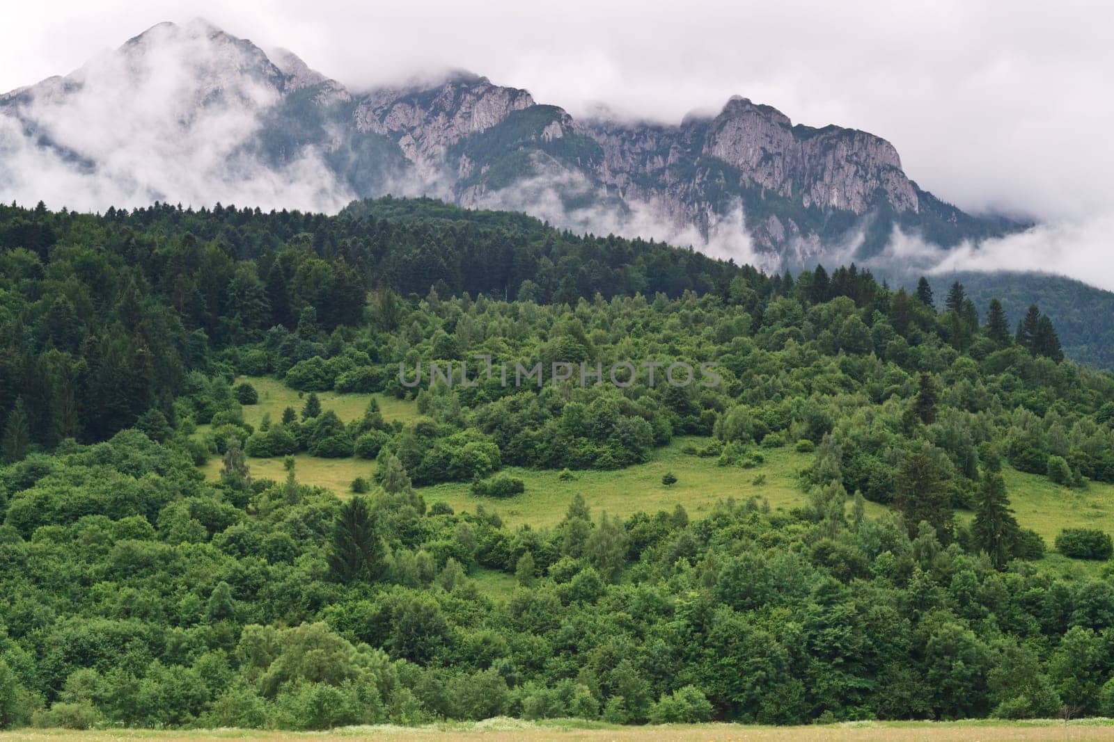 green forest near a mountain in clouds