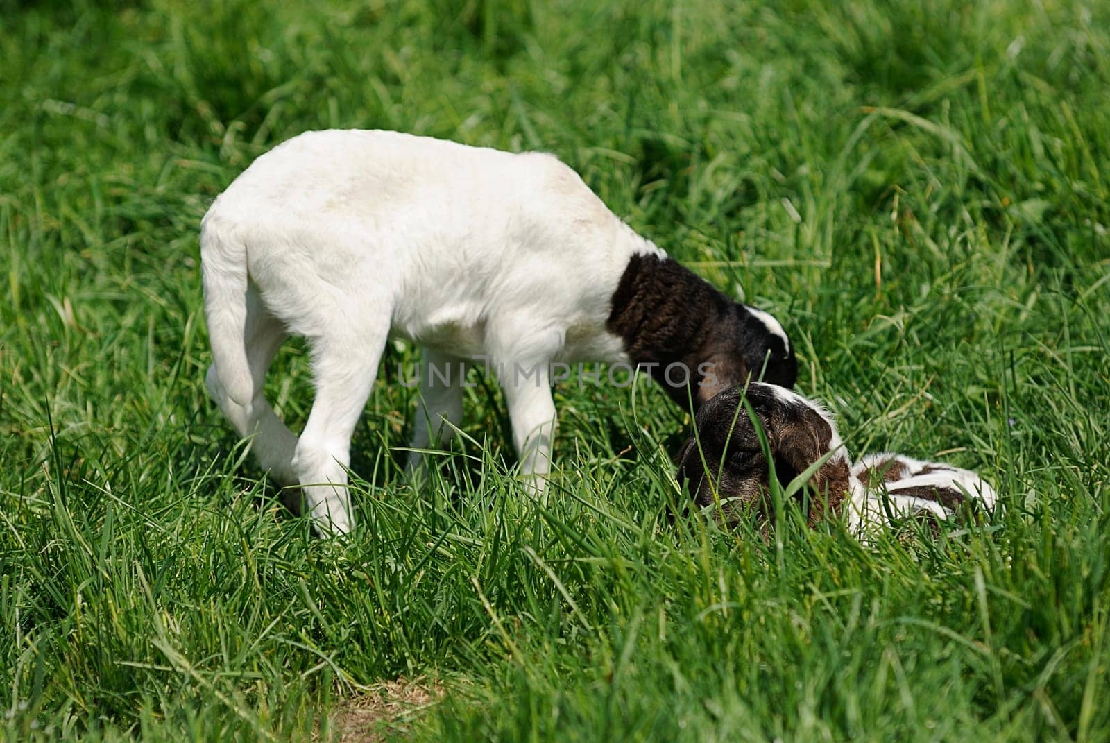 Somali sheep