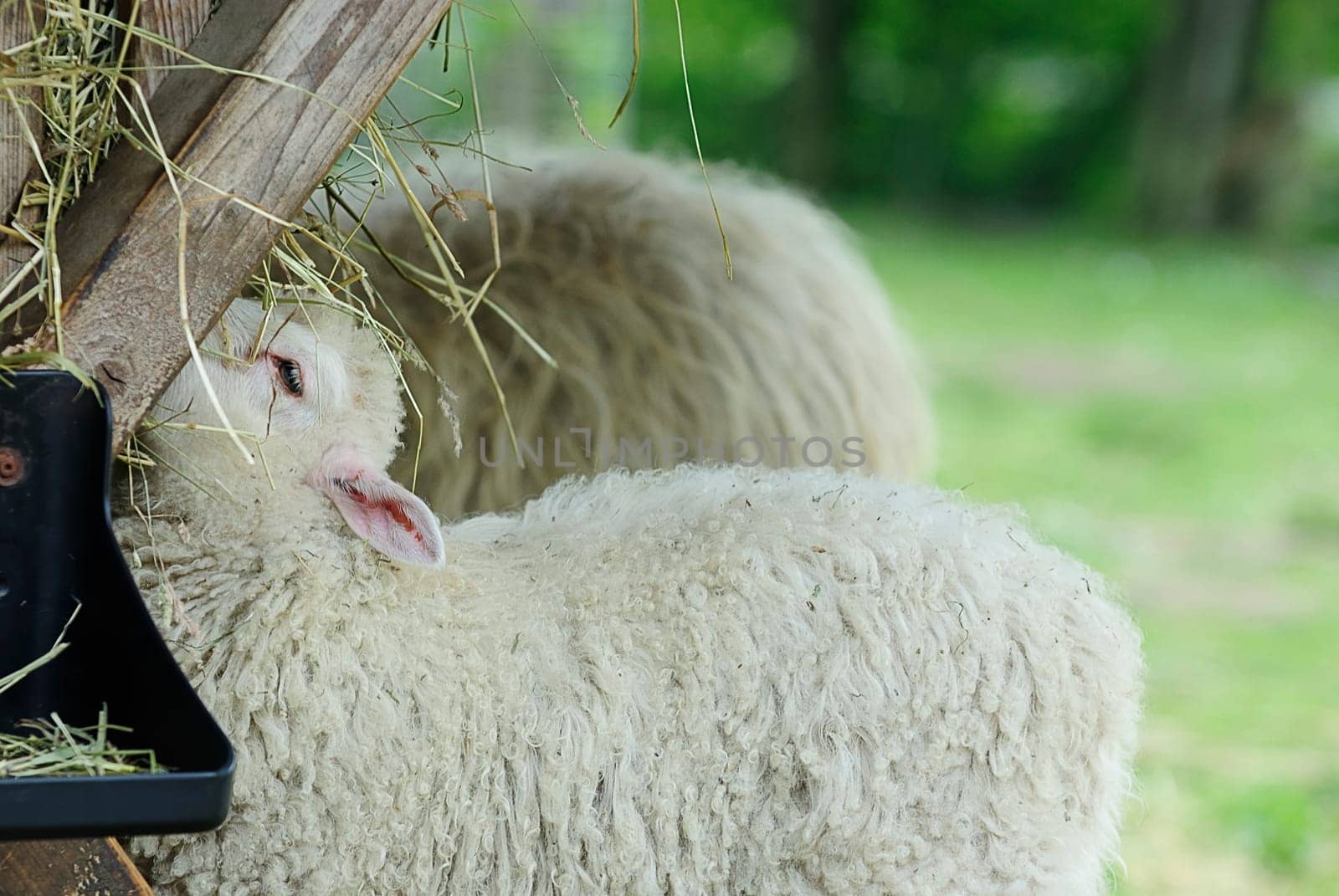 Moorschnucken