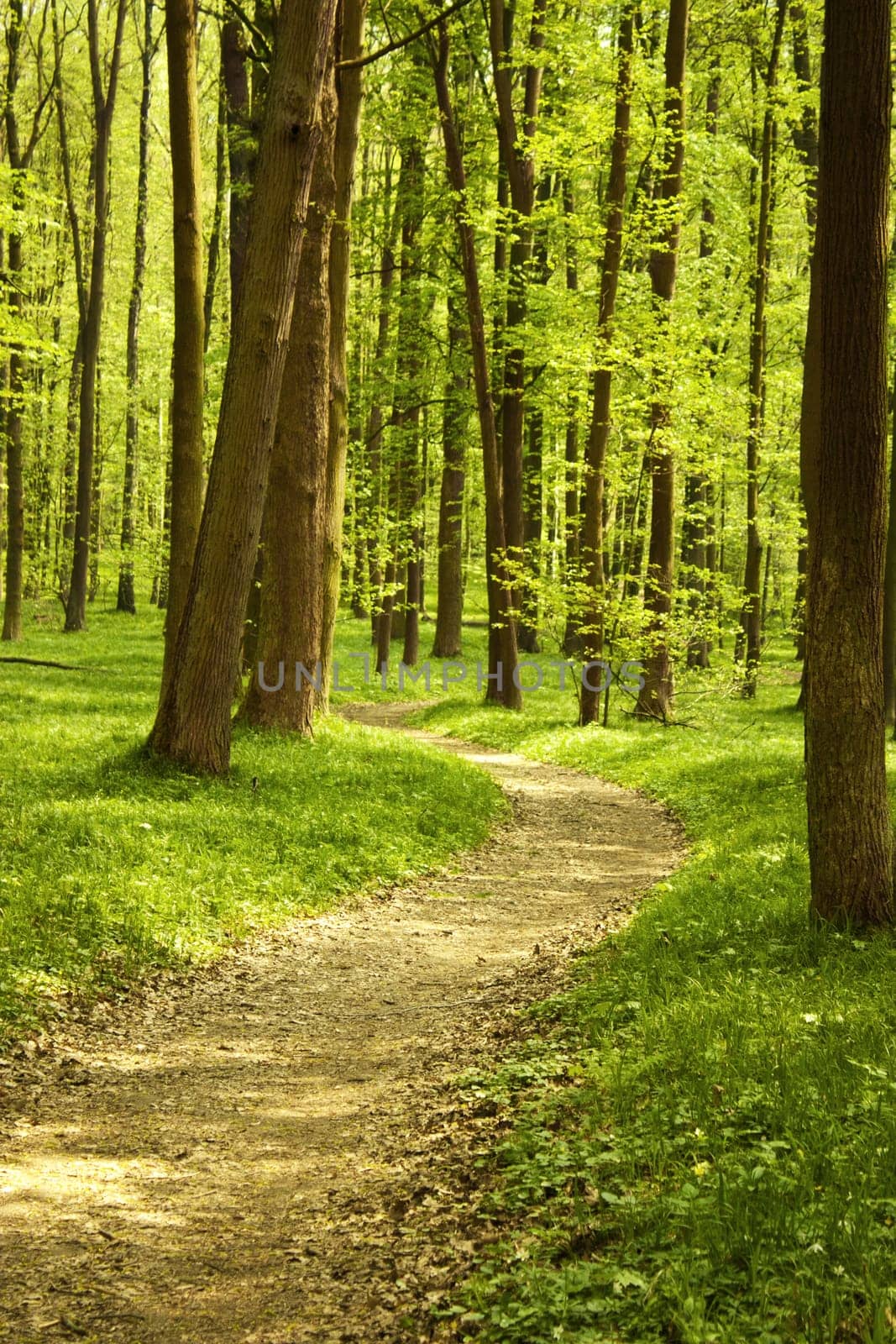 Landscape of quiet wood in spring with little track