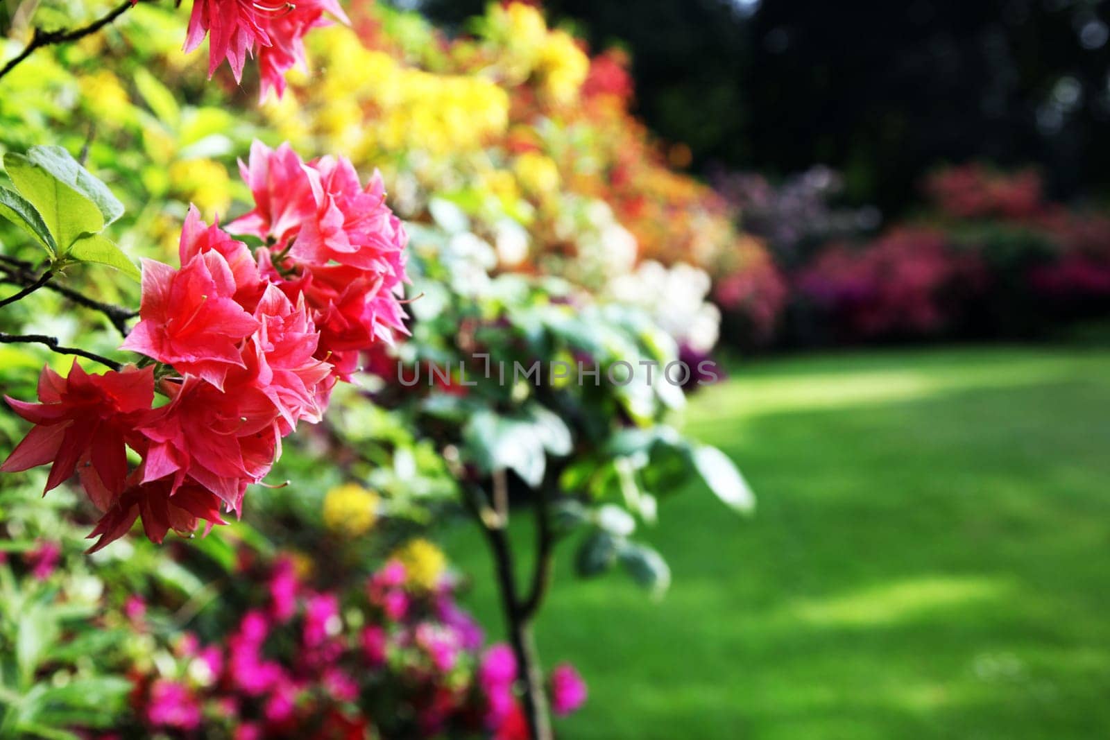 Rhododendron - Close-up