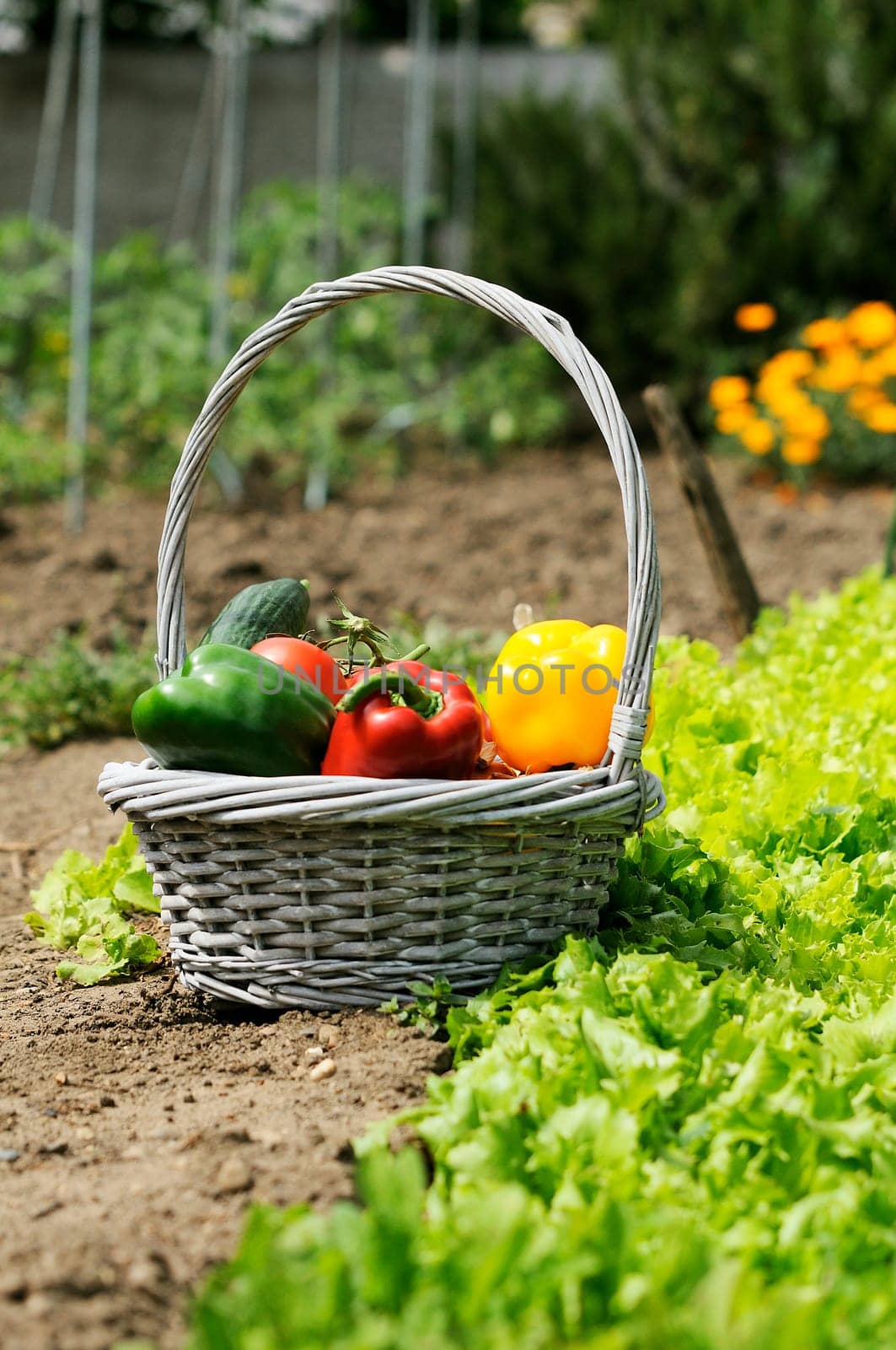 basket of vegetables and in a botanical garden