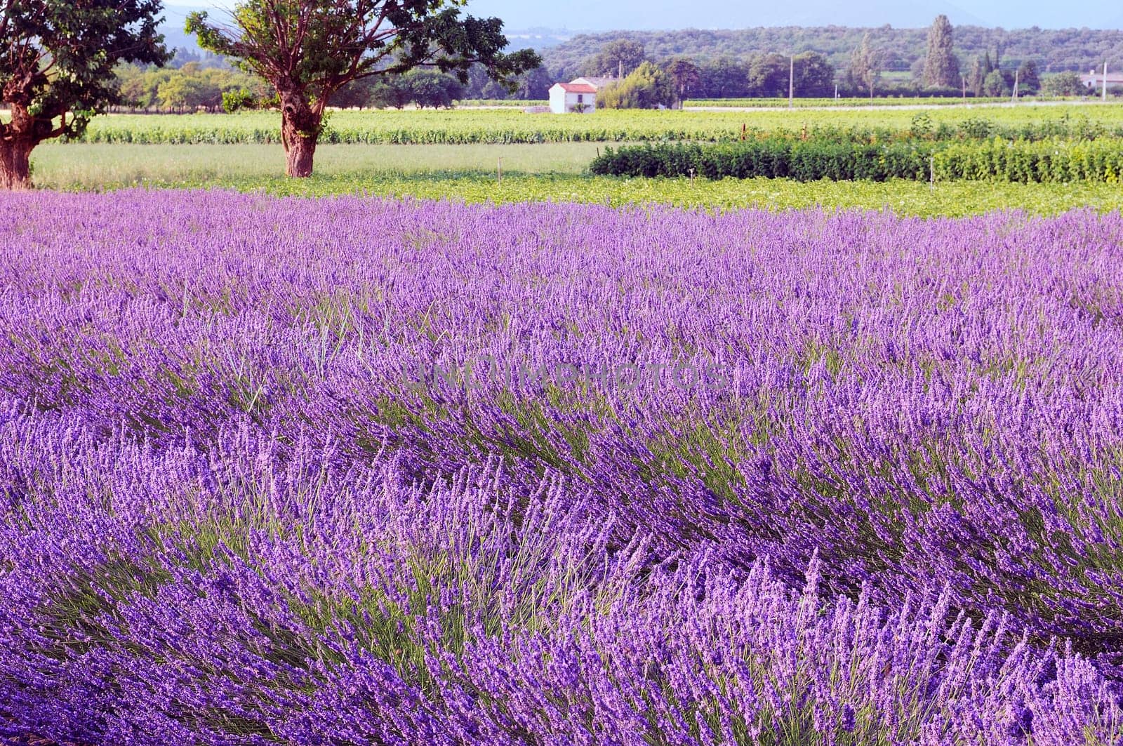 Image shows a lavender field in the region of Provence, southern France