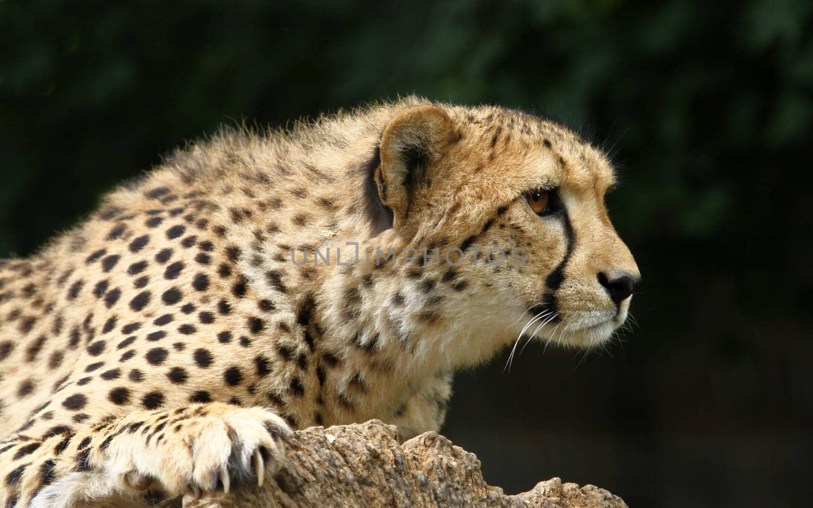 On the lookout