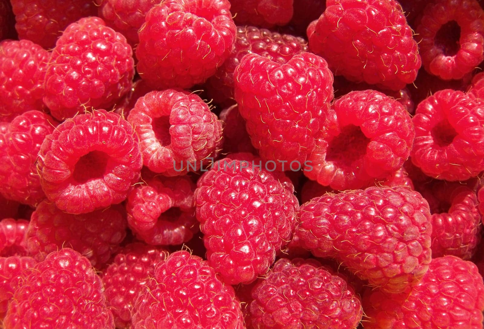 Fresh raspberry background