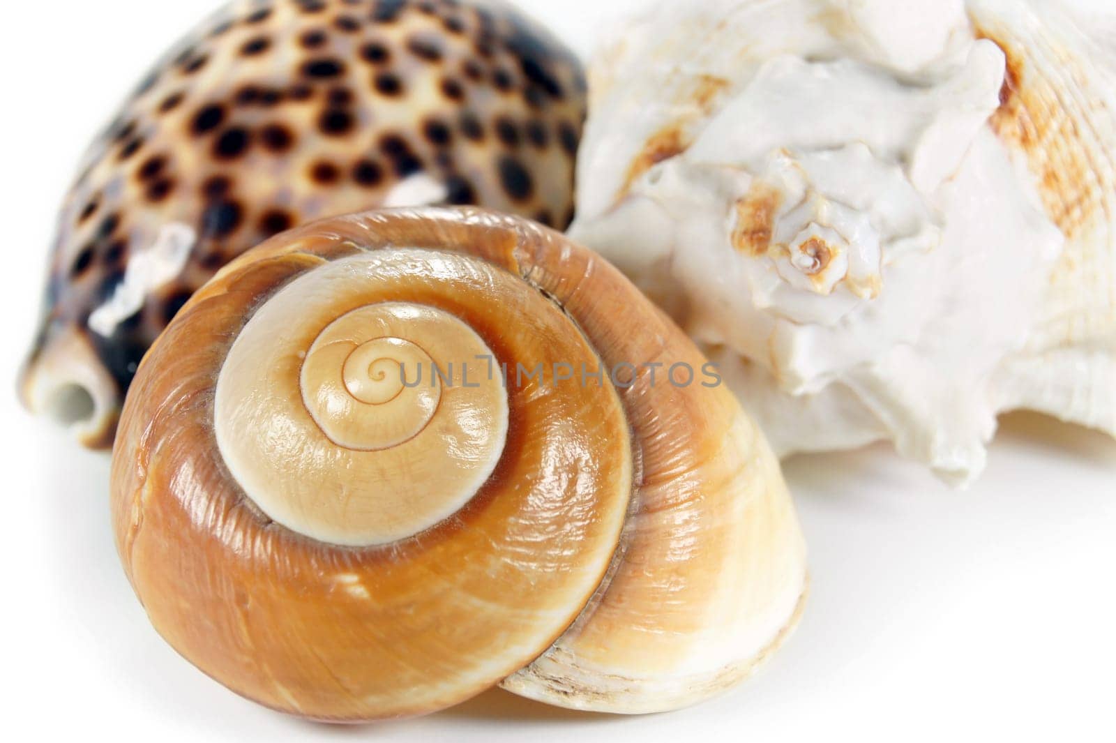 Three exotic sea shells