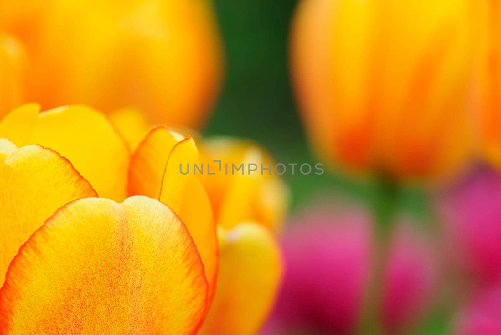 Spring greeting