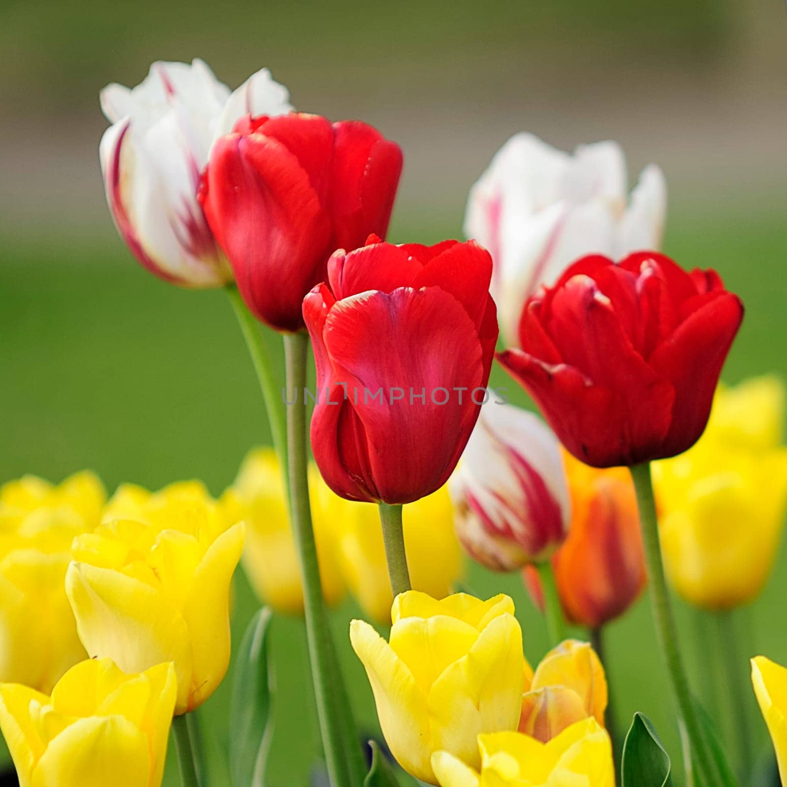 Spring greeting