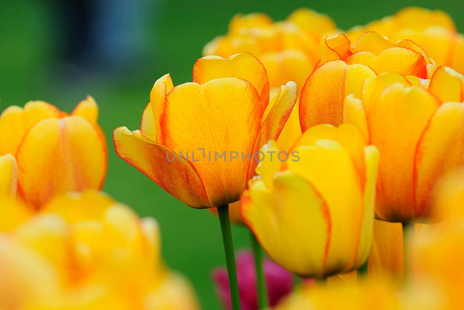 Spring greeting