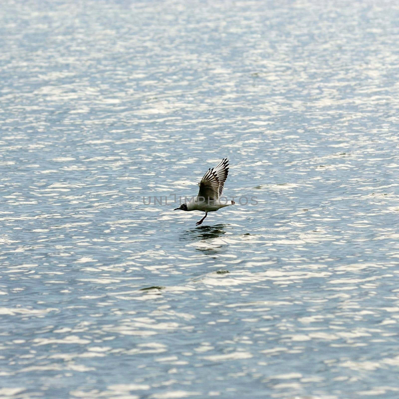Terns
