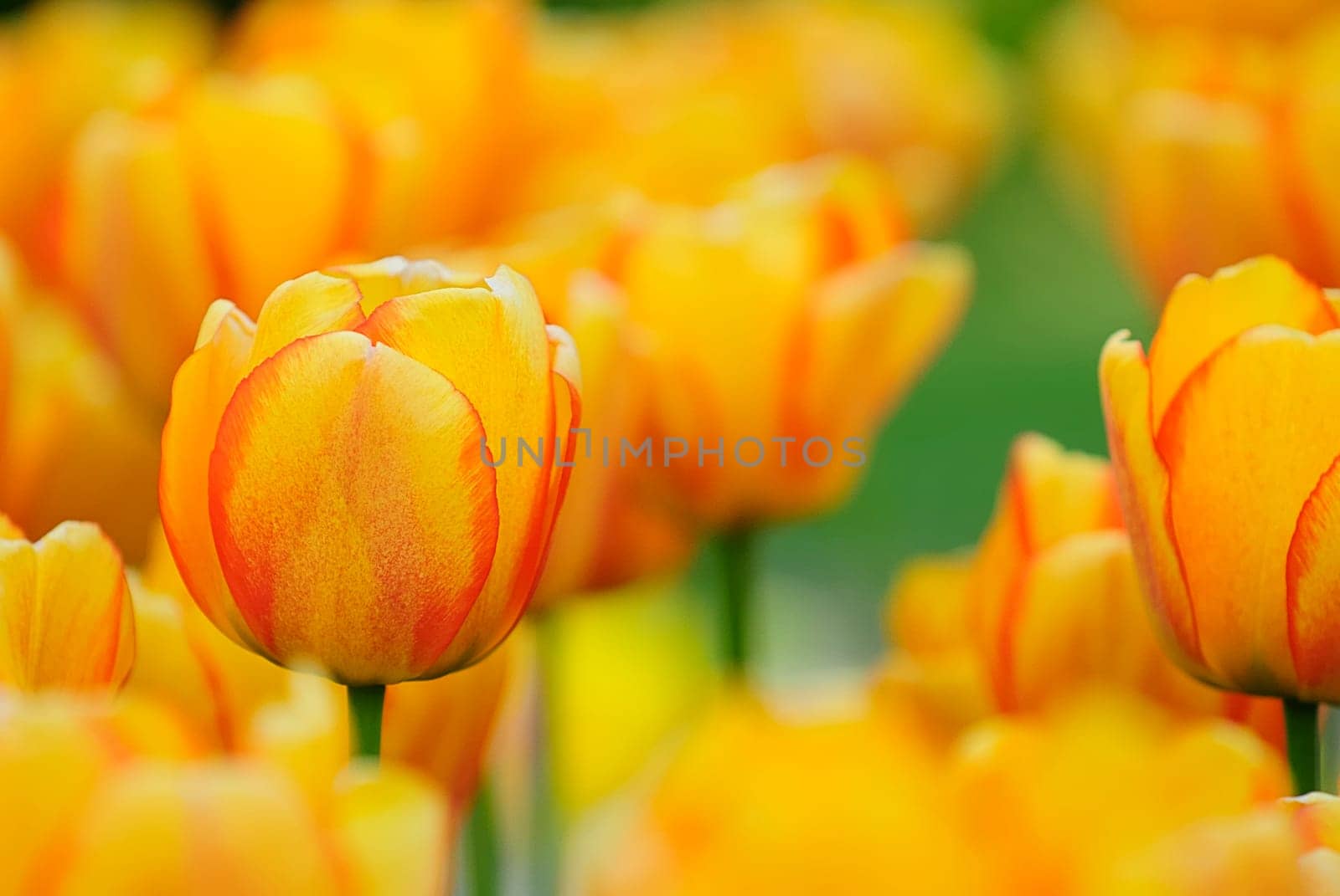 Spring greeting