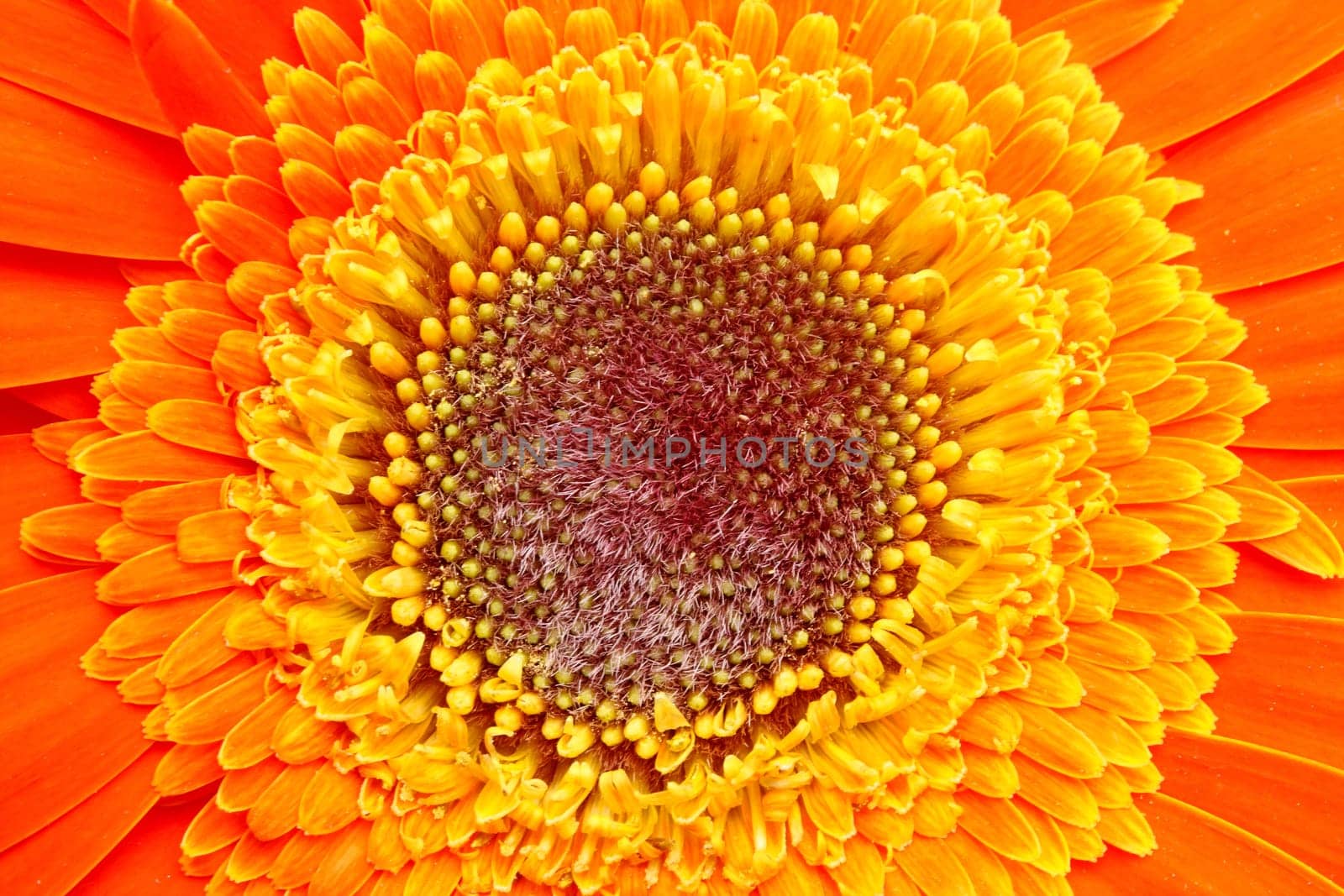 Flower of an orange gerber close-up macro