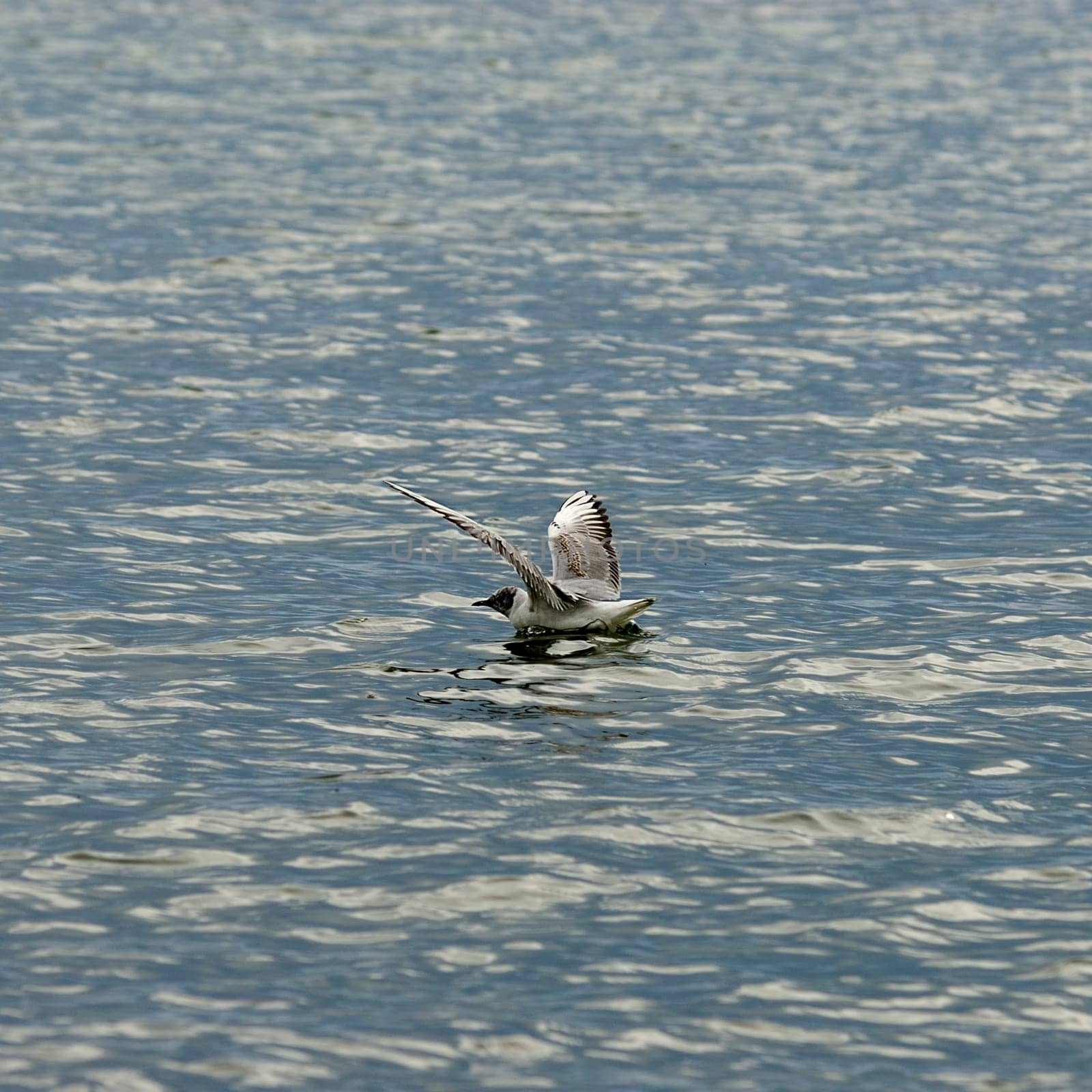Terns