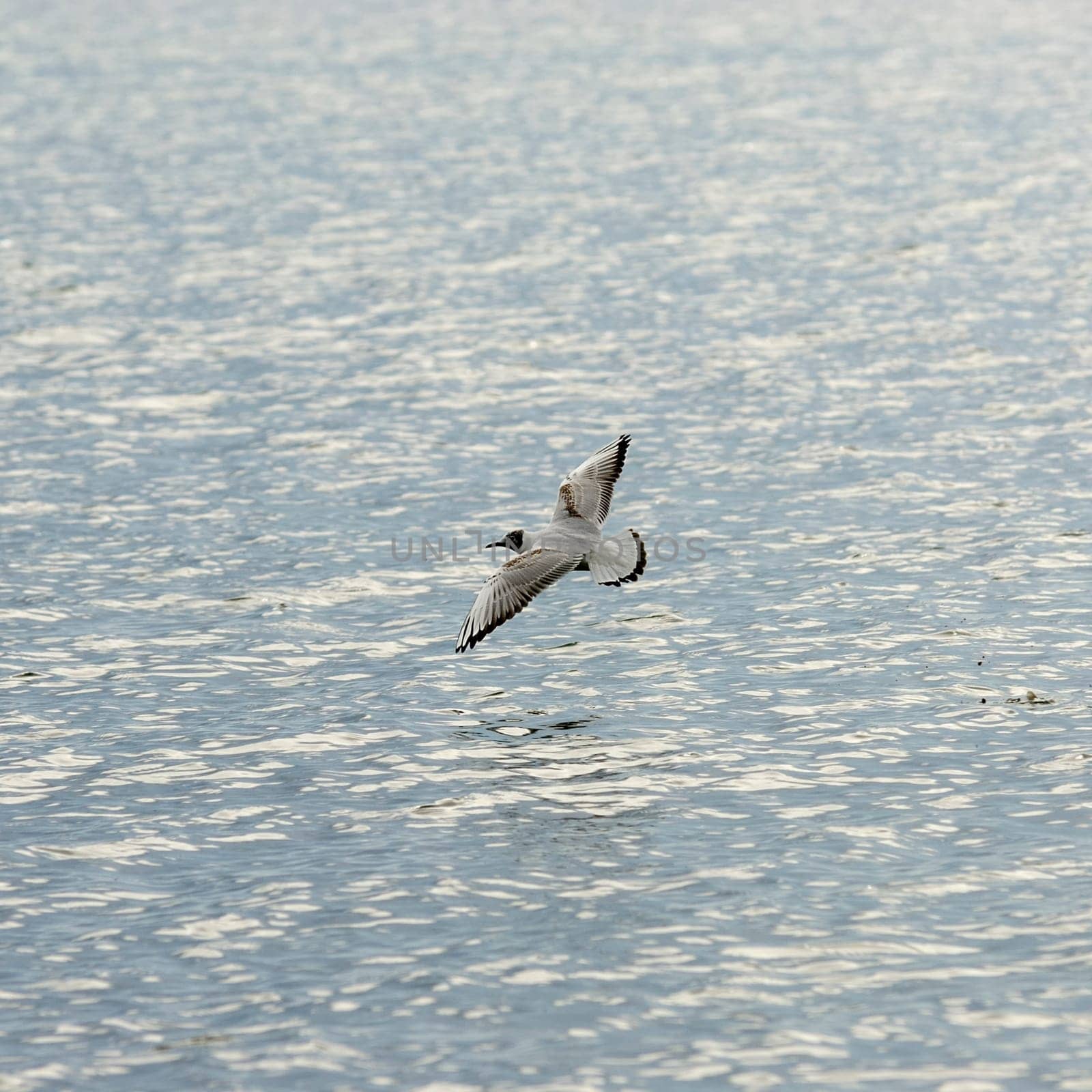 Terns